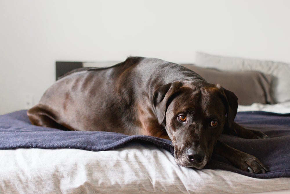 O cachorro ansioso pode ter relação com o comportamento dos donos
