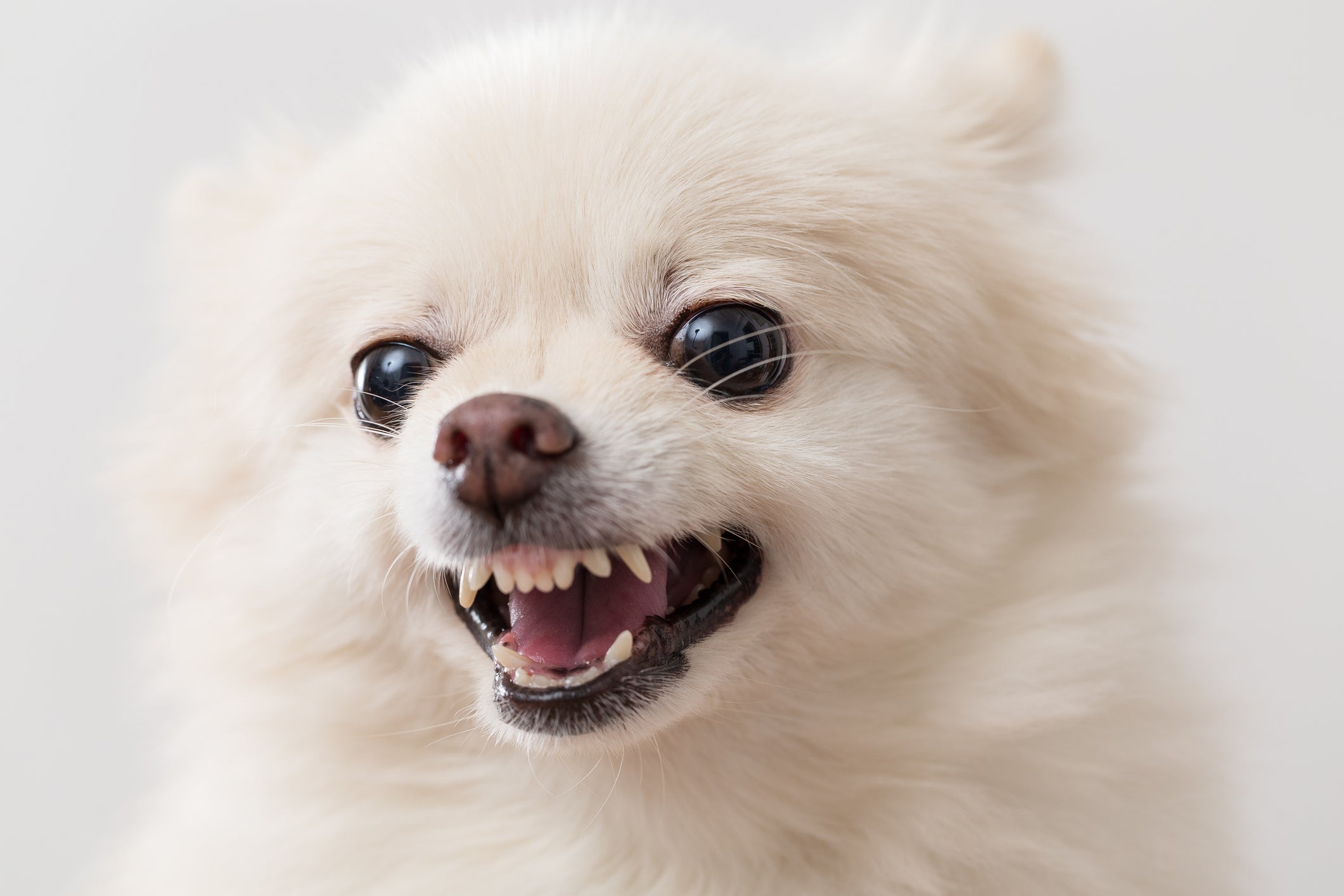 O cachorro bravo pode ser engatilhado por diferentes situações e é importante saber como lidar com isso