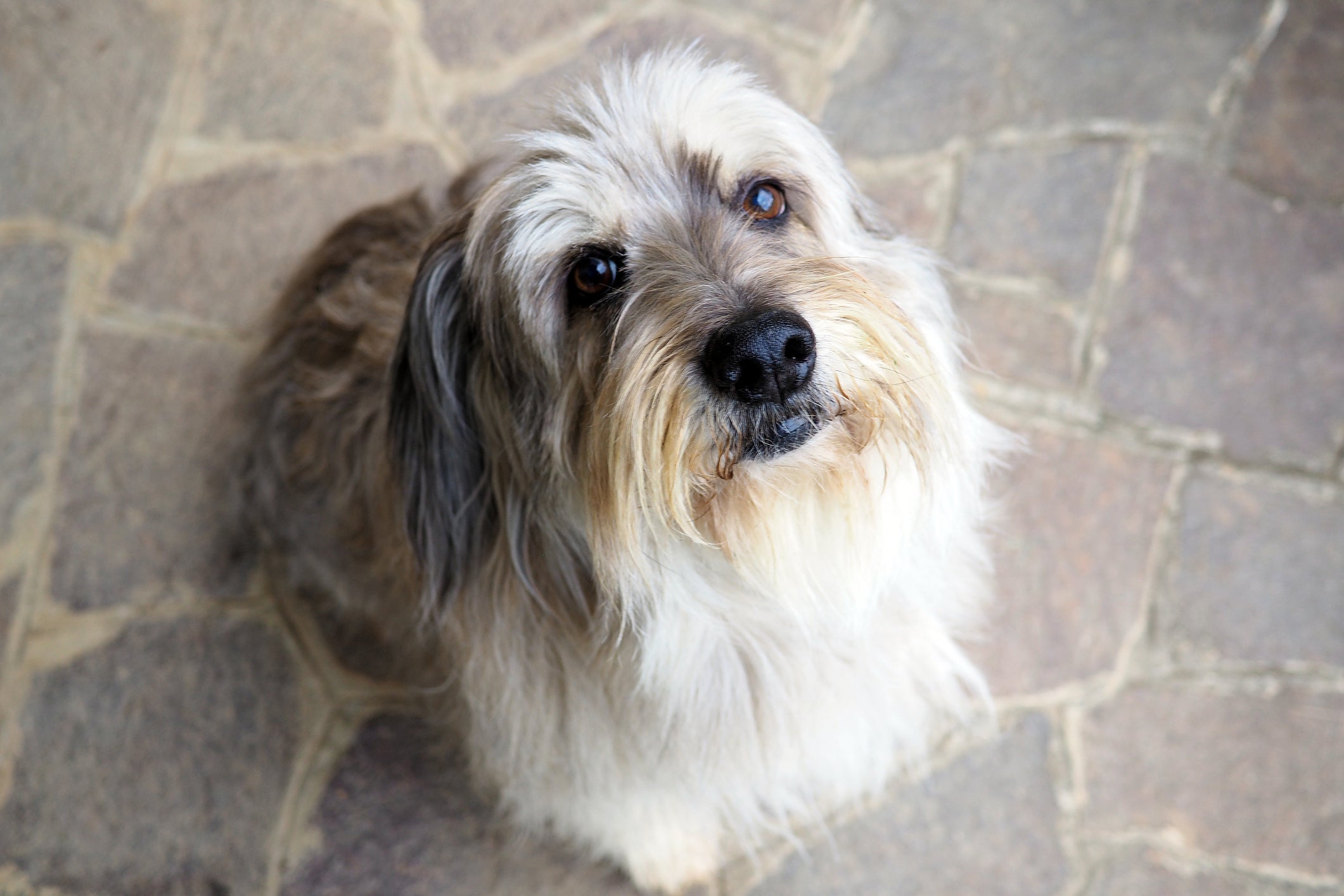 Os cachorros podem ter um comportamento que não é muito saudável