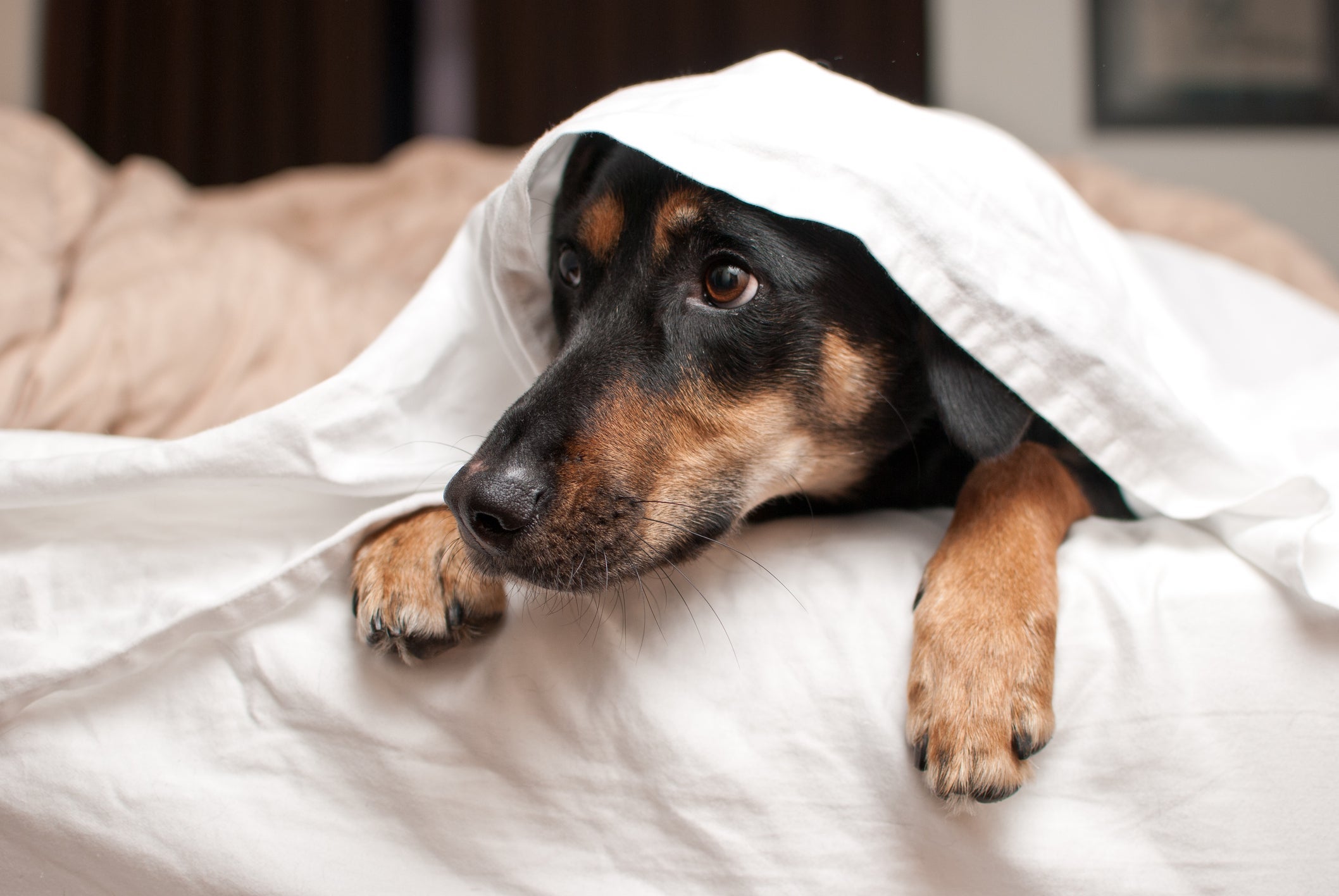 O cachorro com medo de fogos é uma situação que deve ser levada a sério