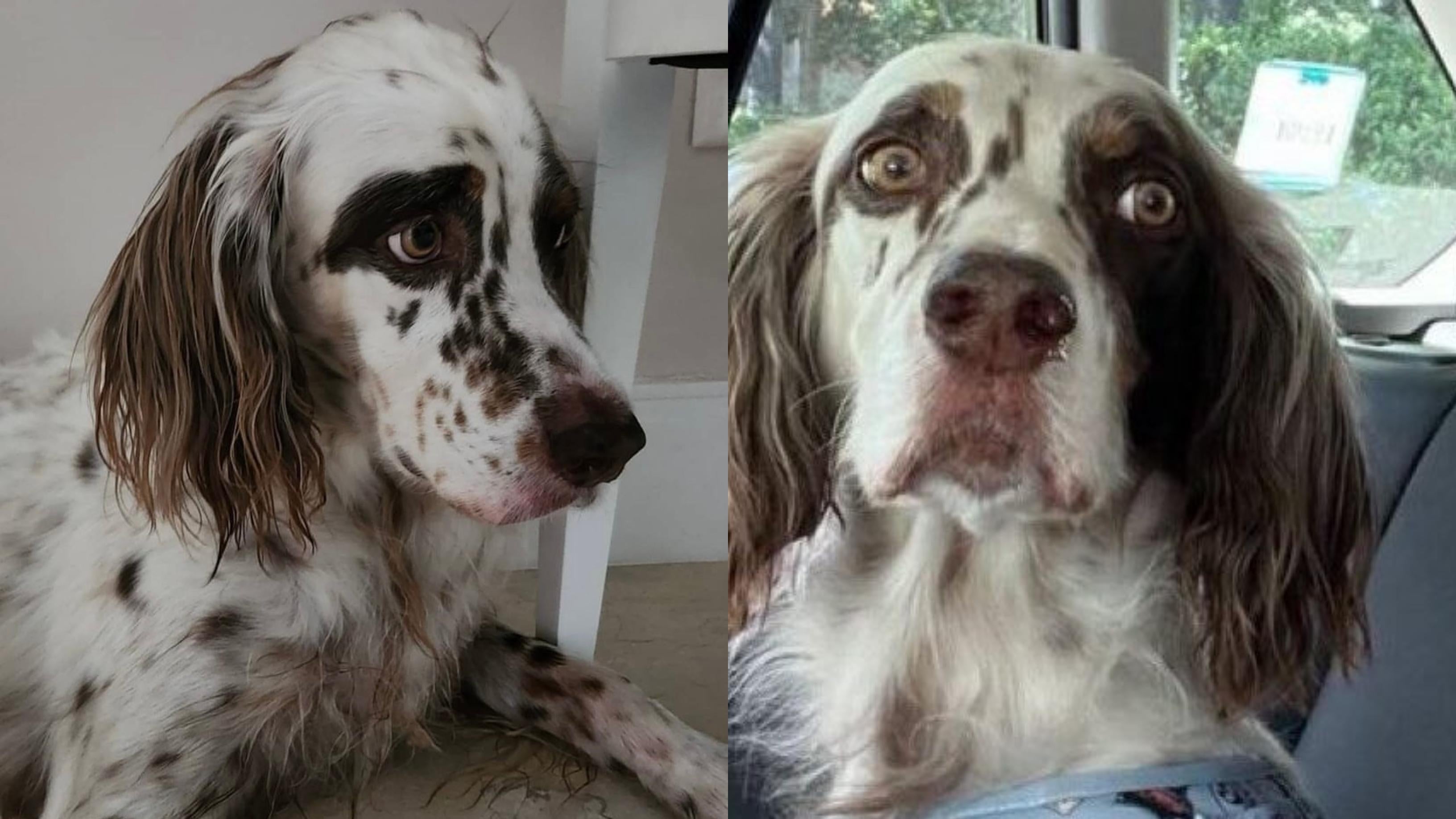 Charlie, cachorro de Anitta, desaparece dentro de casa na véspera de Natal (Créditos: Instagram/@anitta)
