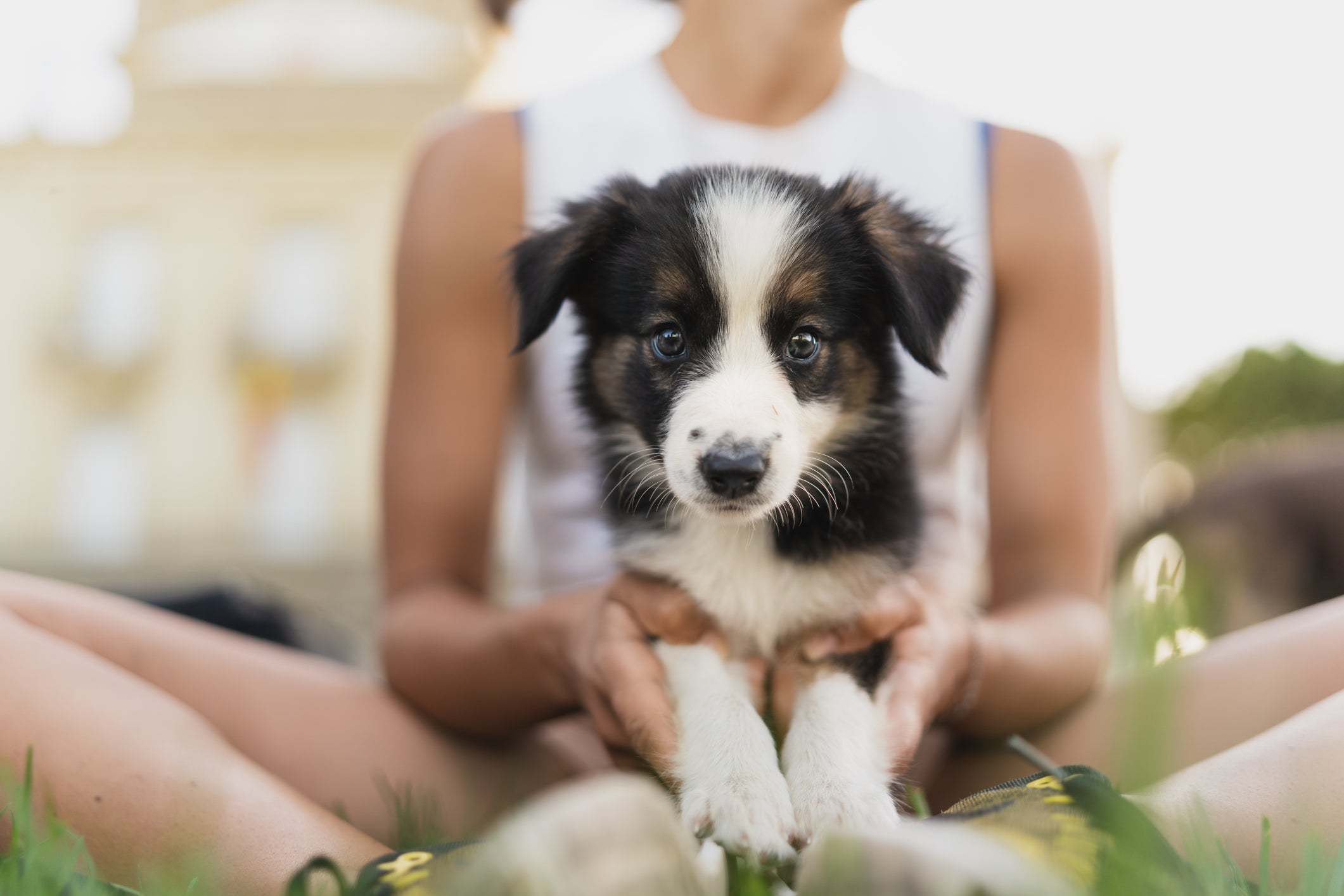 O cachorro filhote pode passar por alguns episódios que precisa de atenção