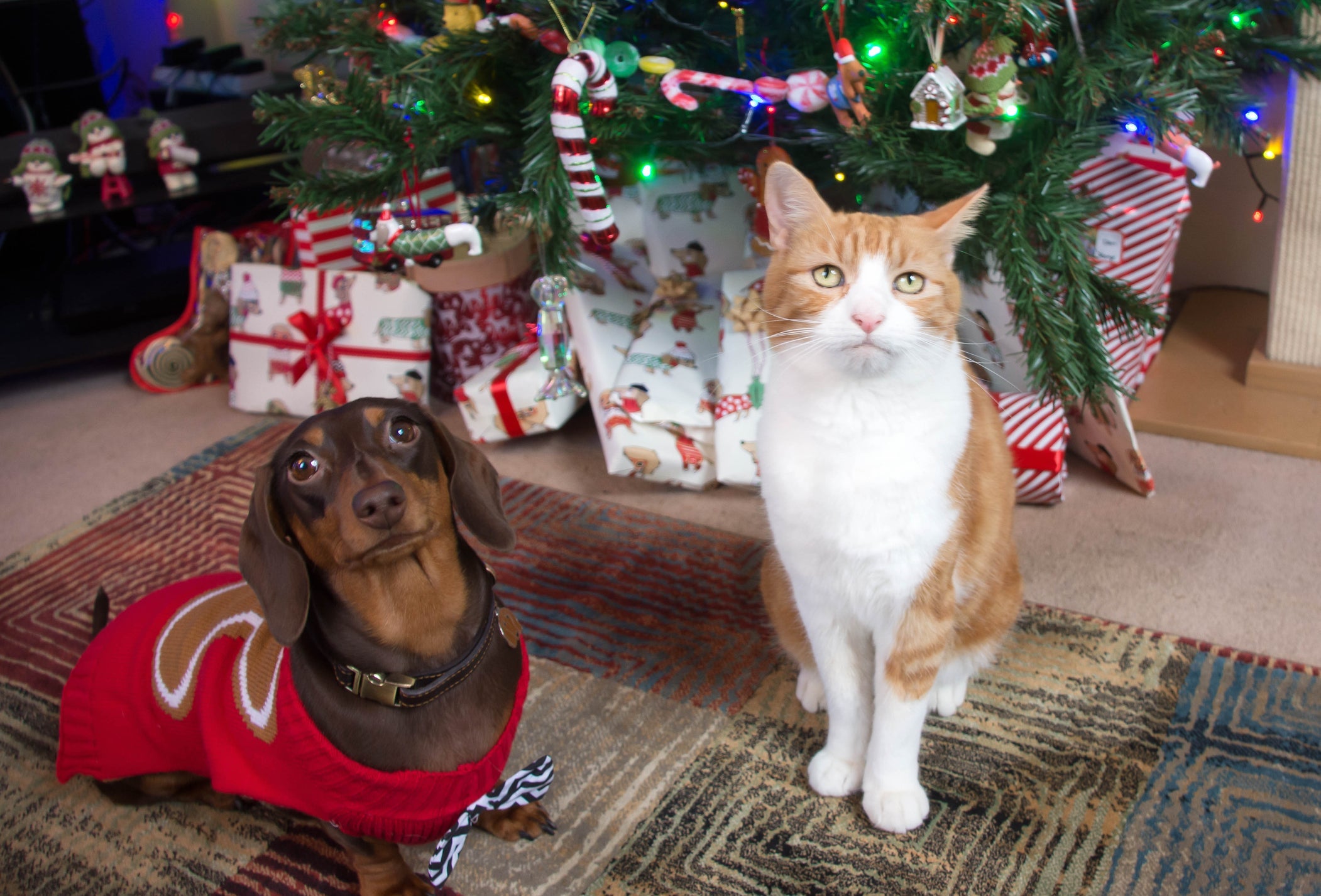 O cachorro e gato não podem comer qualquer comida da ceia e precisam de um espaço seguro