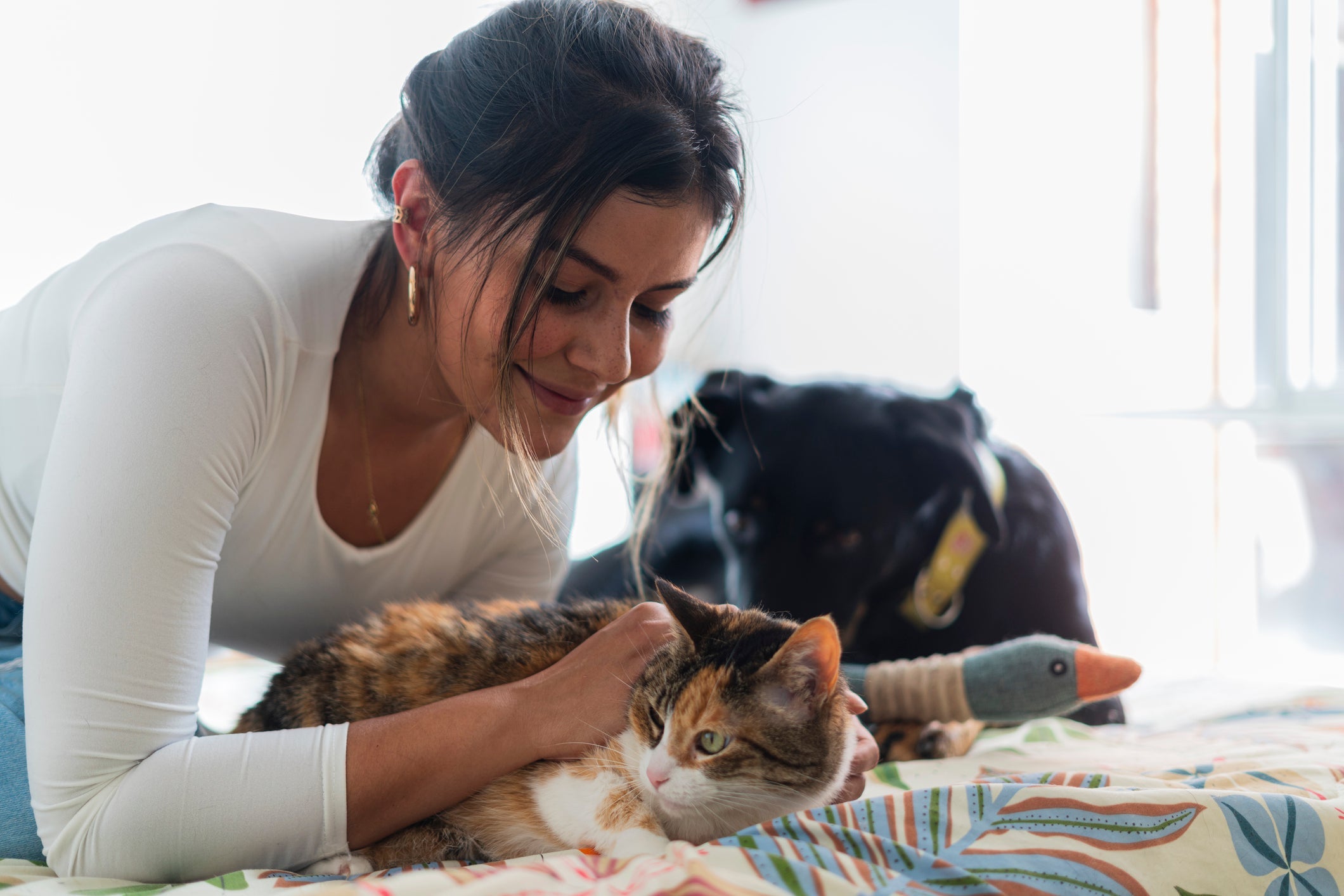 Será que ter um cachorro ou gato é sinônimo de mais impostos? Entenda