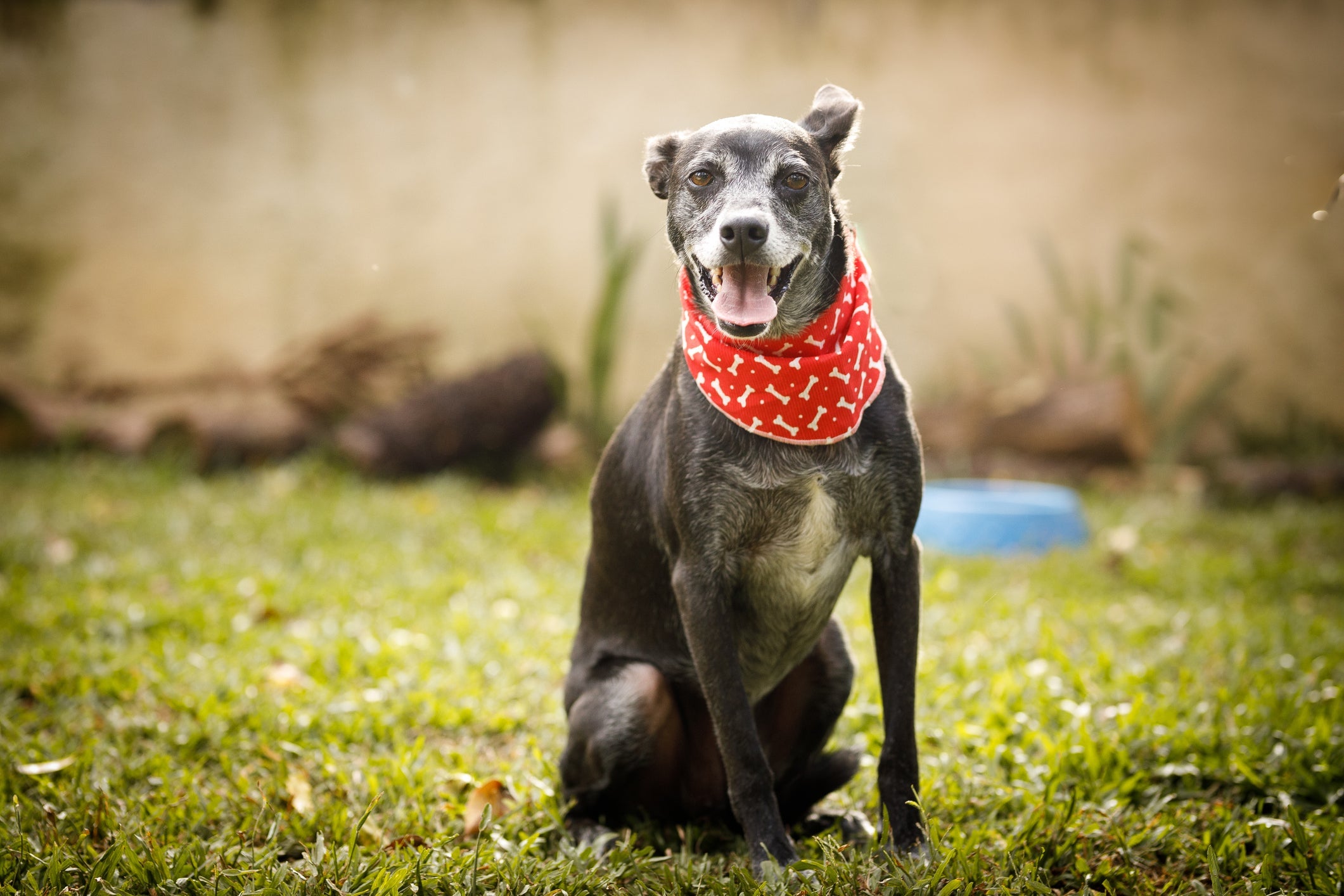O adestramento de um cachorro idoso exige mais cuidados de um filhote