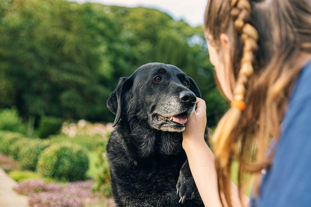 Alguns cuidados com o cachorro idoso ajudam a afastar problemas de saúde