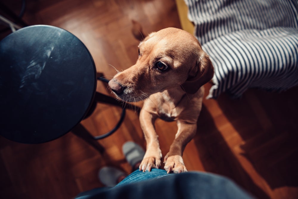 Comportamento comum entre tutores pode incentivar cachorro pulando em visitas