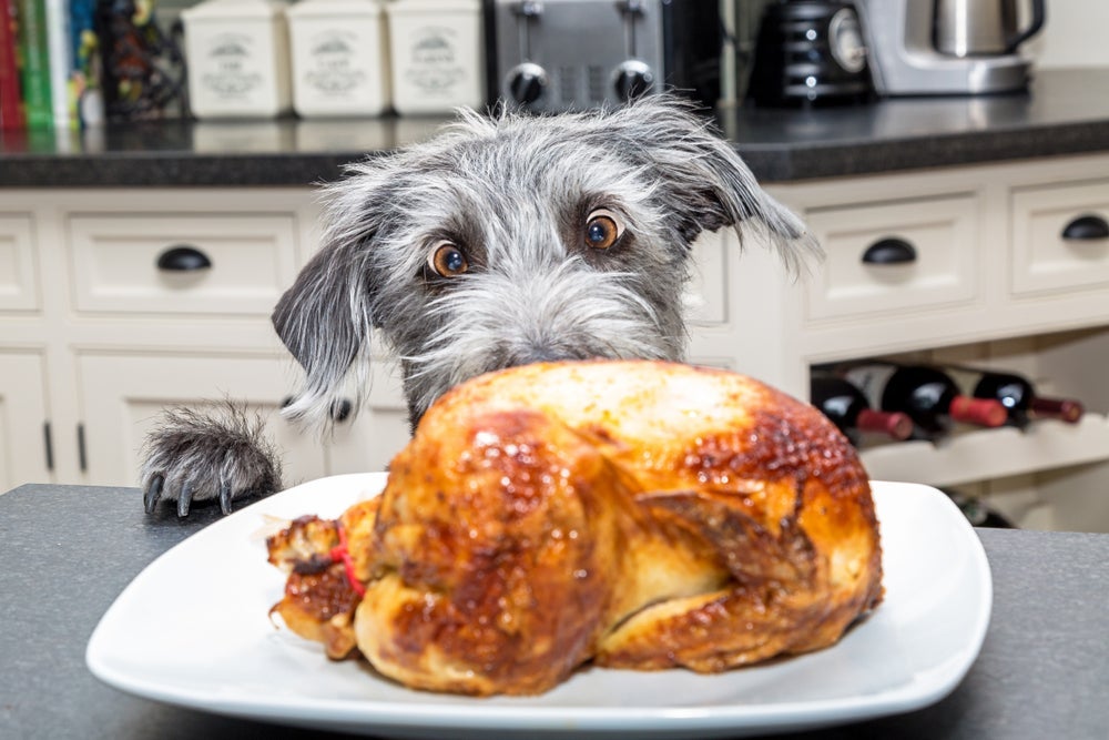 Saber o que o cachorro pode comer da ceia é essencial para garantir o bem-estar dele