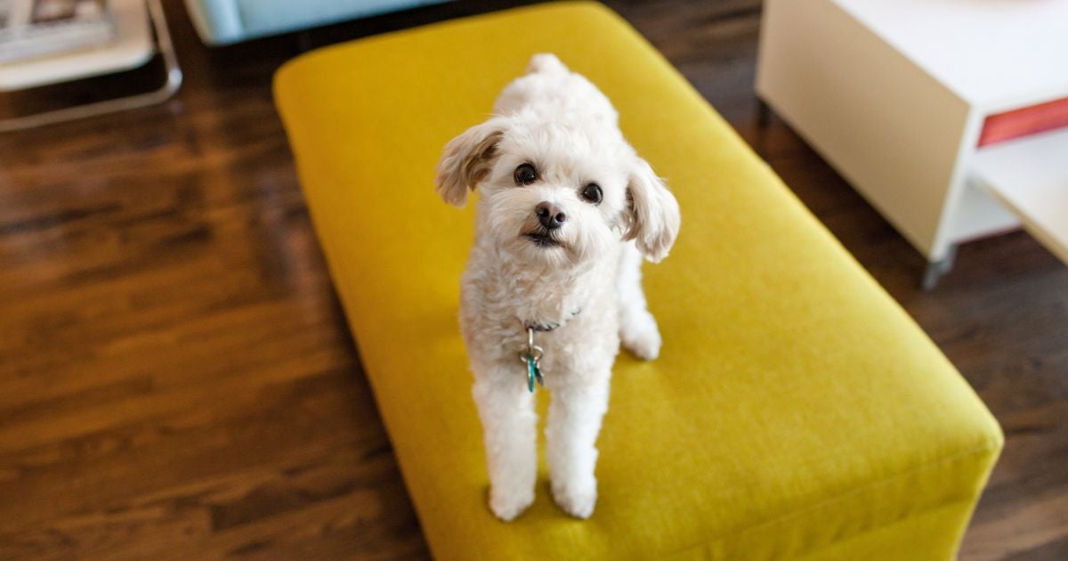 Alguns problemas de comportamento do cachorro podem ser resolvidos nos primeiros anos de vida
