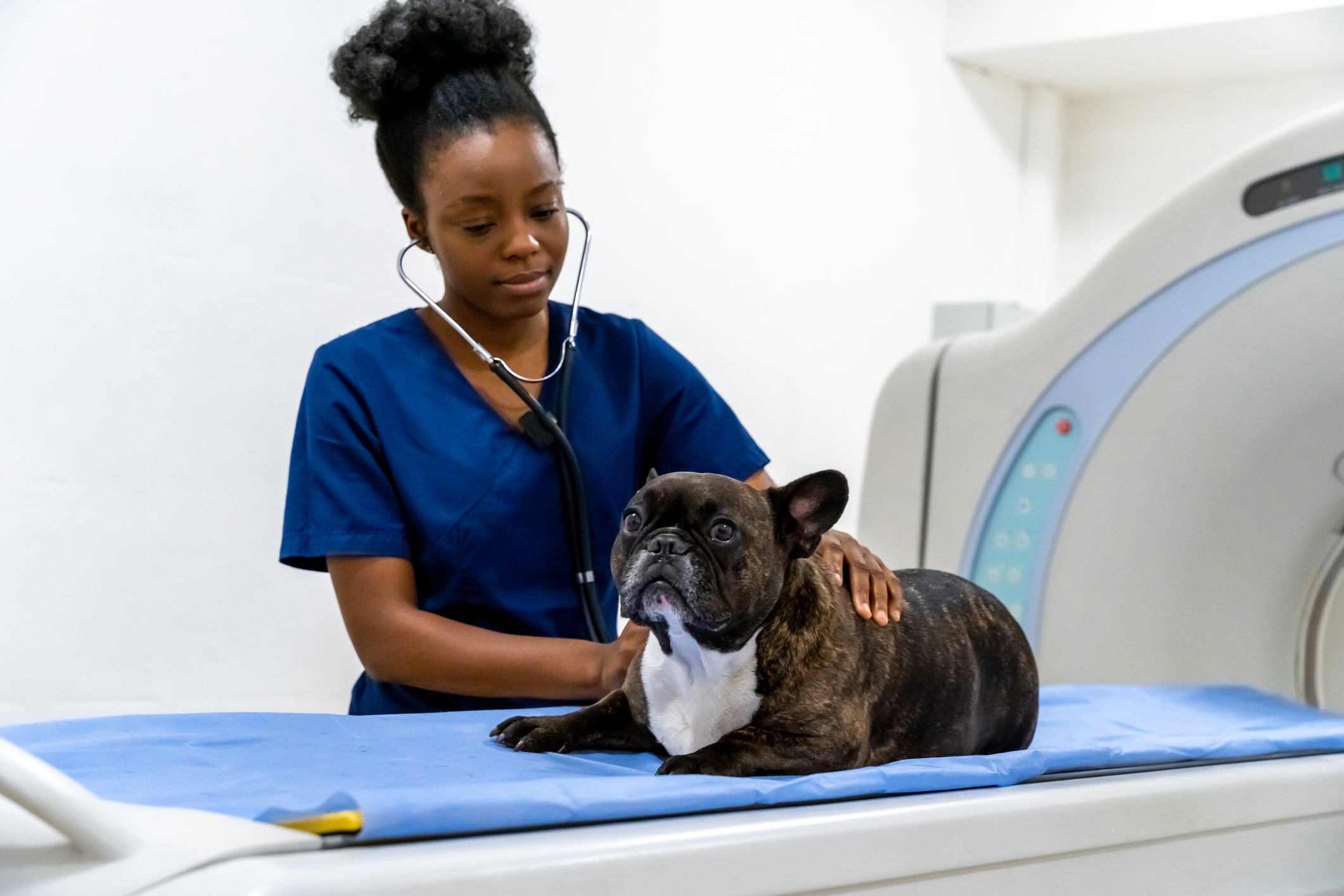 O cachorro precisa passar por avaliações periódicas com um veterinário de confiança