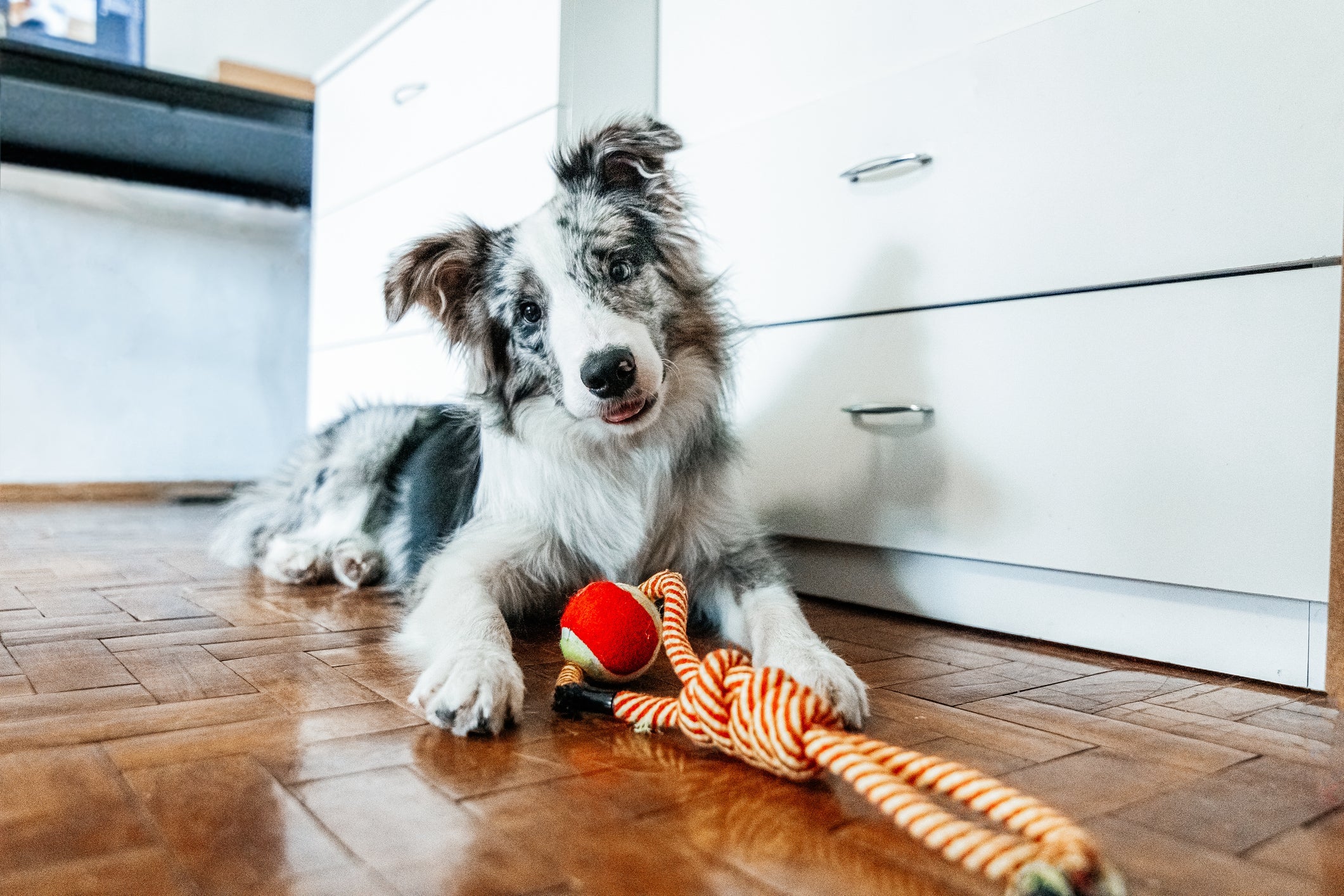 Há muitas opções de presente para cachorro de Natal