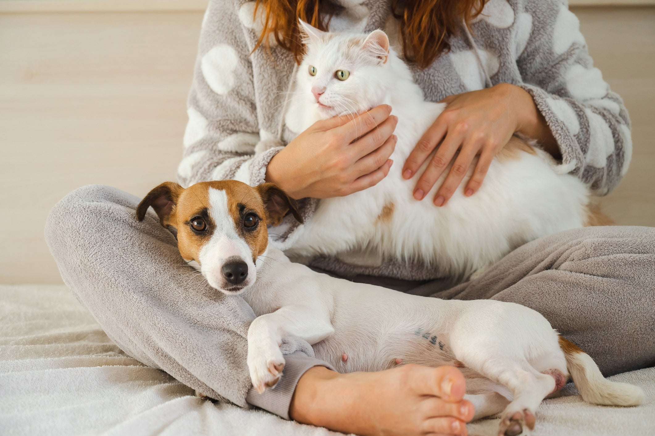 O Cadastro Nacional de Animais Domésticos vai auxiliar no combate ao abandono e controle de zoonoses