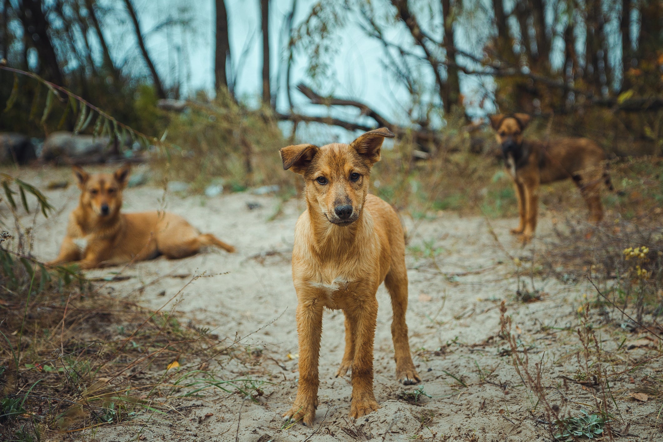 Cães de Chernobyl conseguiram se adaptar ao ambiente radioativo 