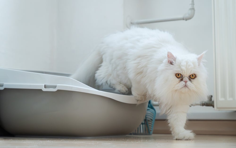 Descubra segredo para acabar de vez com o gato fazendo xixi no lugar errado!