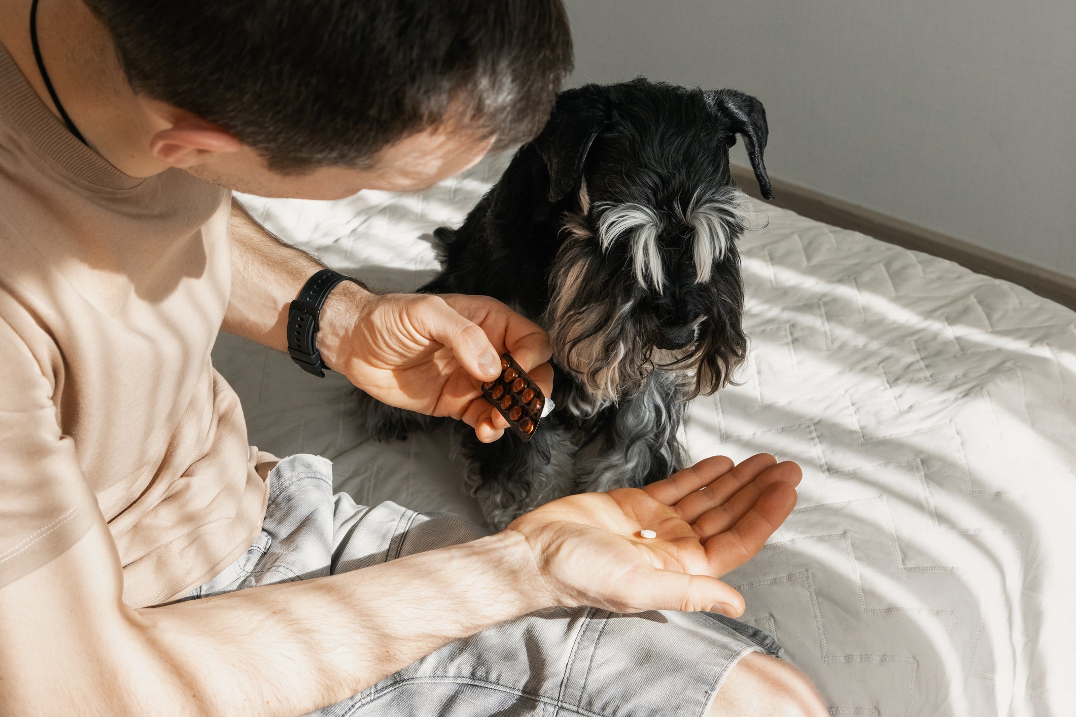 O calmante para cachorro deve ser recomendado por veterinários