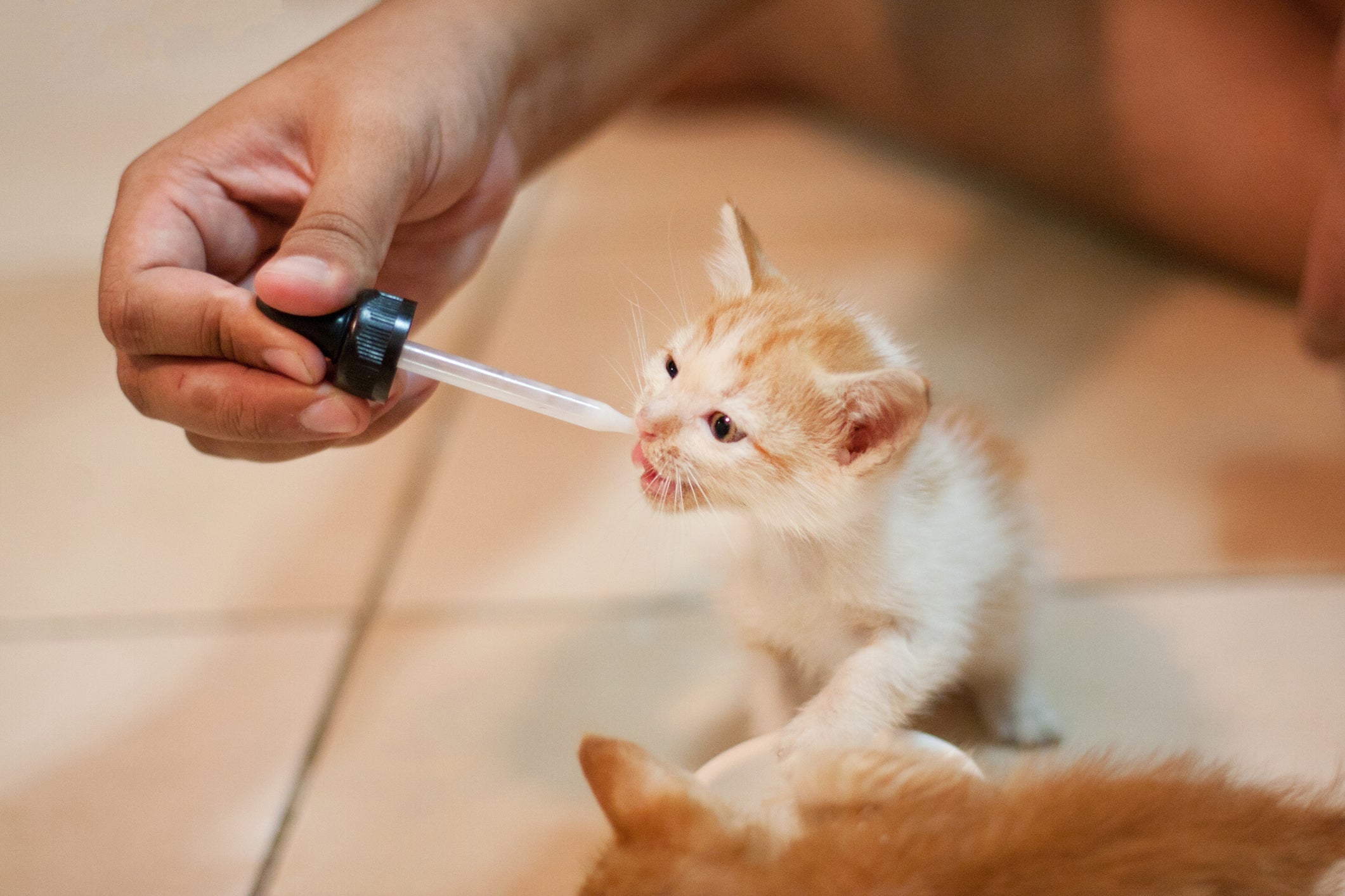 O calmante para gatos é uma alternativa para relaxar os felinos durante as festas de fim de ano
