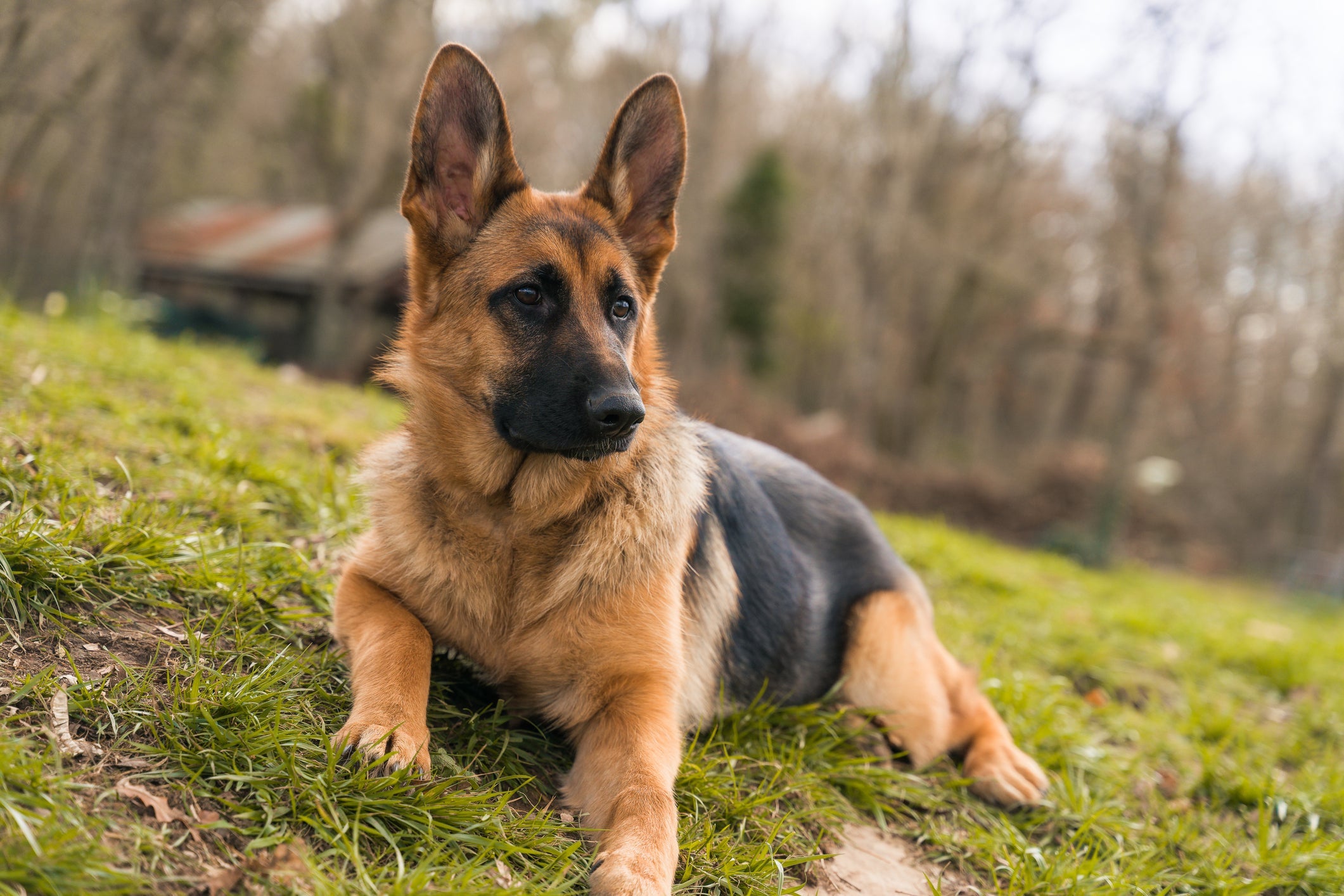 As raças de cão de guarda precisam ser adestradas com reforços positivos