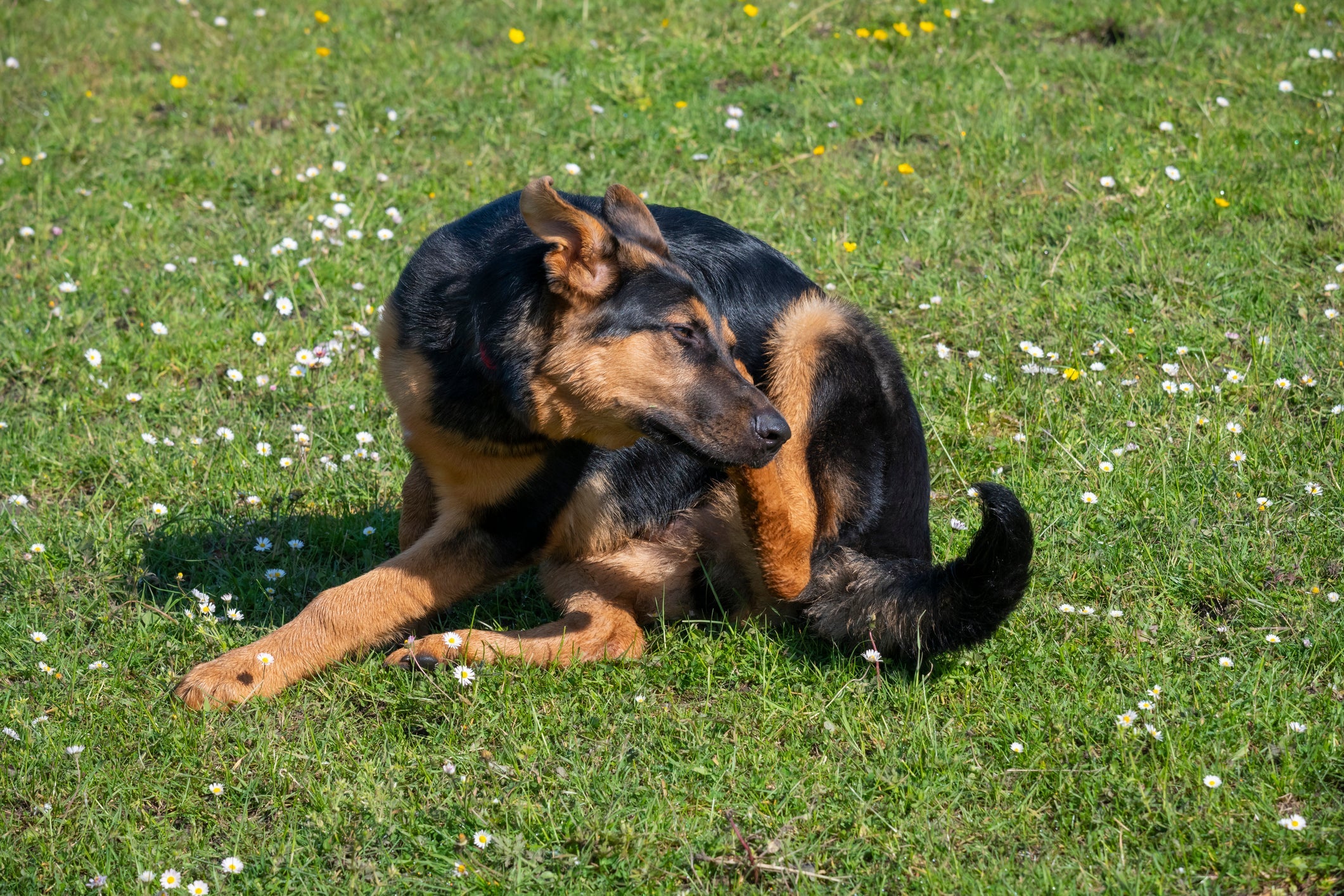O carrapato de cachorro provoca coceiras no animal 