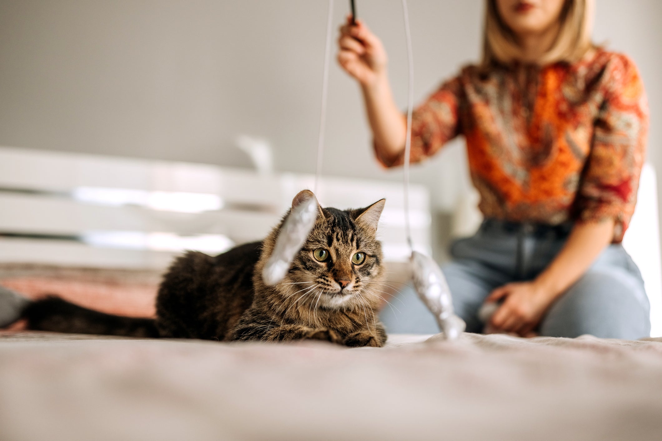 Saiba como escolher o cat sitter perfeito para cuidar do seu gato!