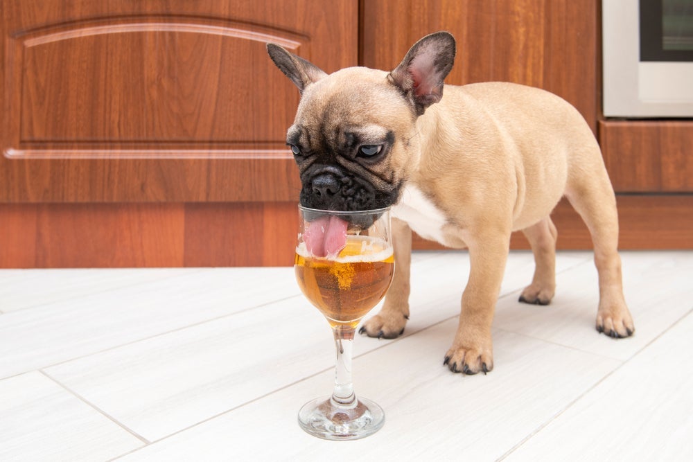 Conheça alguns produtos para cachorro que são inspirados em comidas e bebidas de humanos!