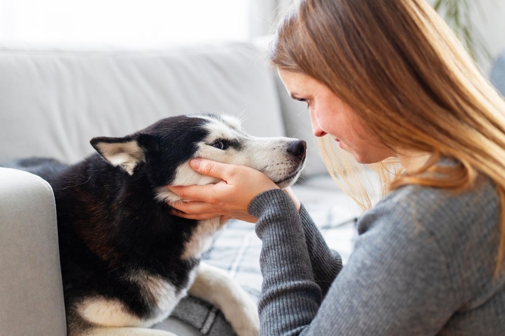 Troca de olhares entre cachorro e dono indica conexão profunda a nível cerebral. Entenda!