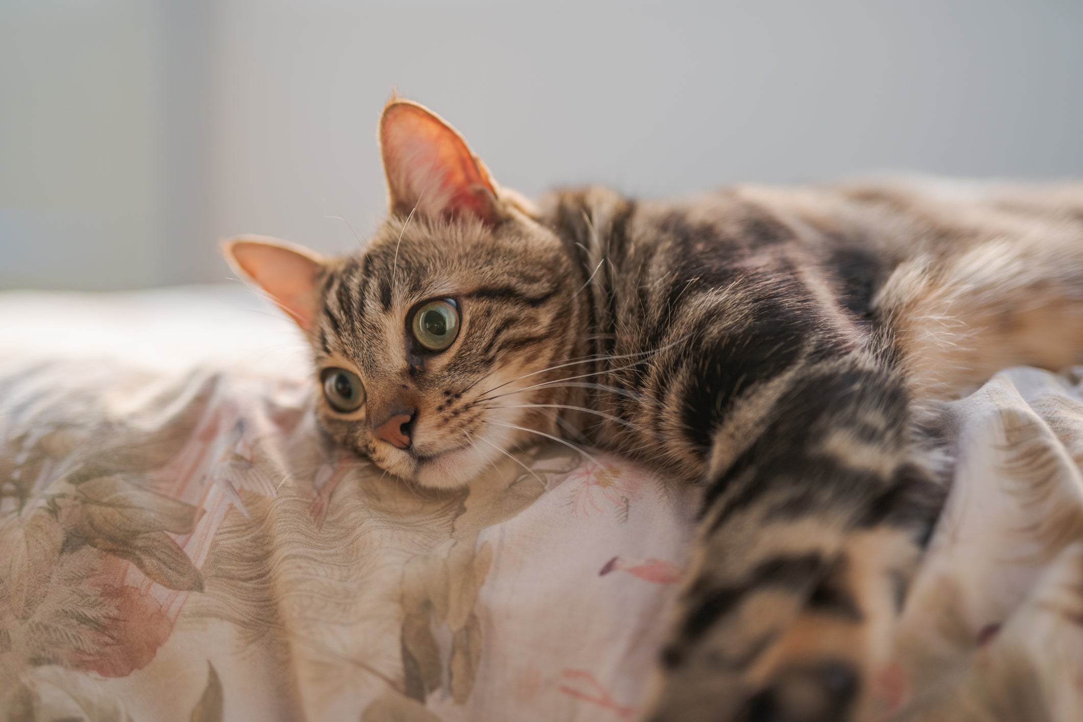 A esporotricose em gatos é uma doença grave e que merece atenção