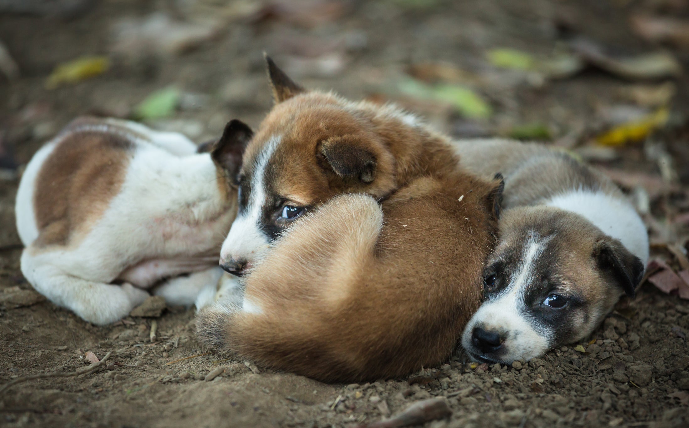 O filhote de cachorro abandonado sente frio, fome e medo nas ruas