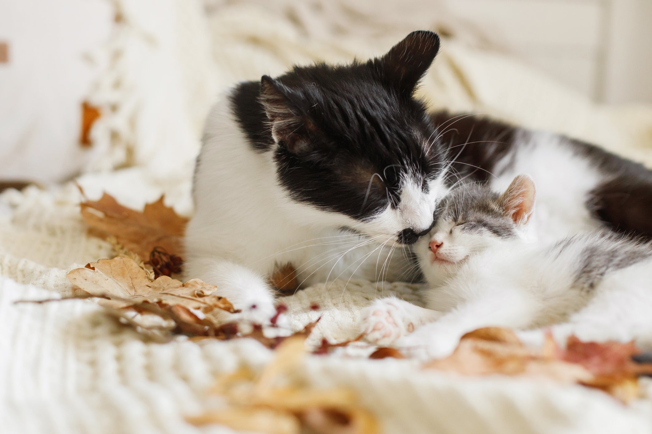 O filhote de gato pode ficar traumatizado se for retirado precocemente da ninhada