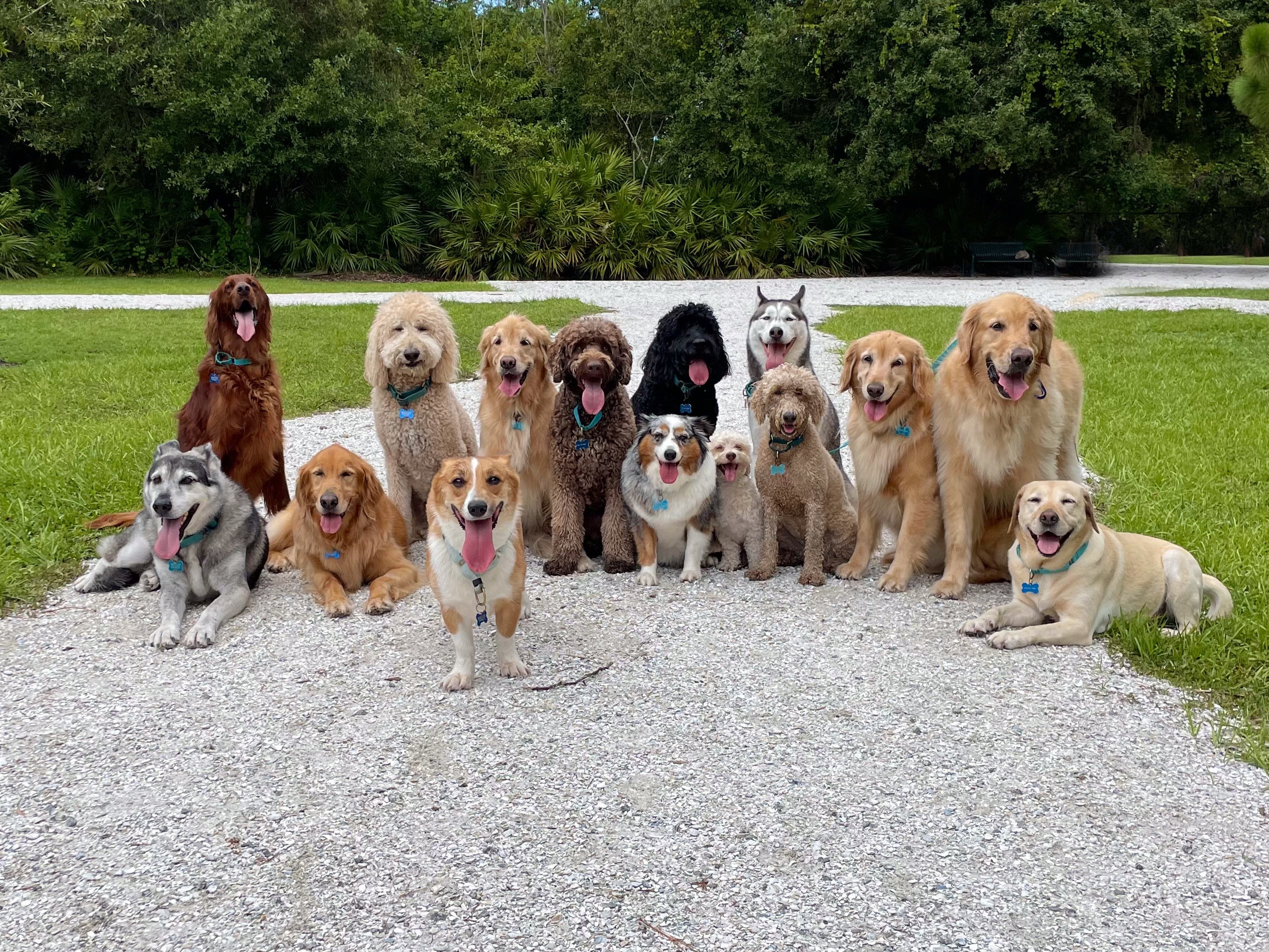 Descubra qual é o filme de cachorro que conquistou gerações