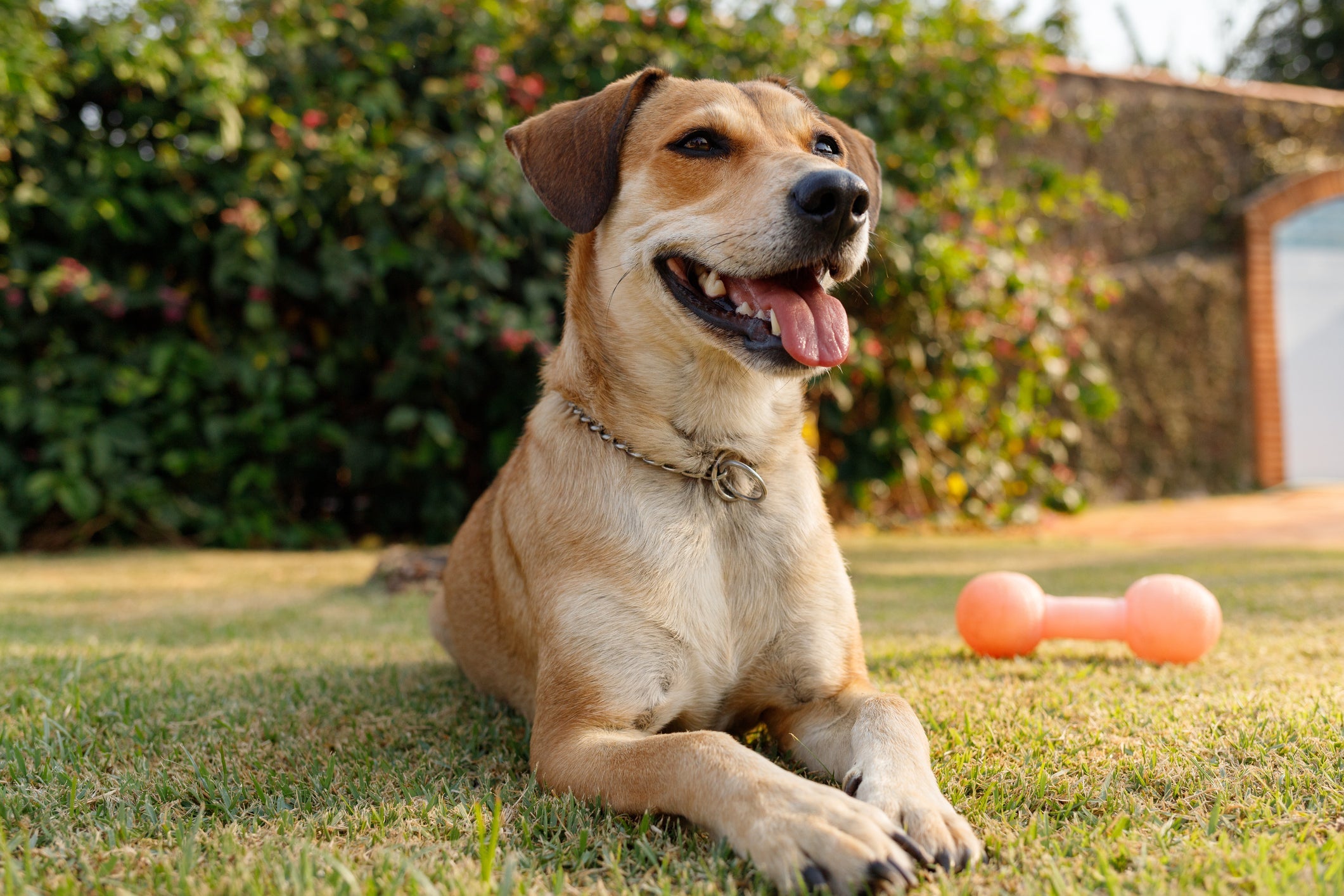 O formato do focinho de cachorro pode influenciar na expectativa de vida dele