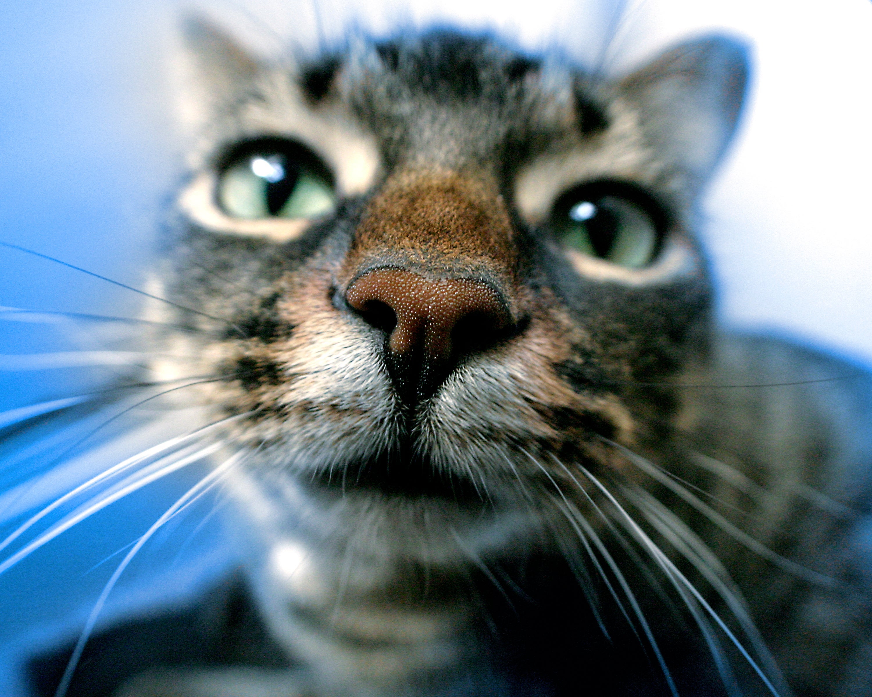 O focinho de gato é cheio de curiosidades interessantes