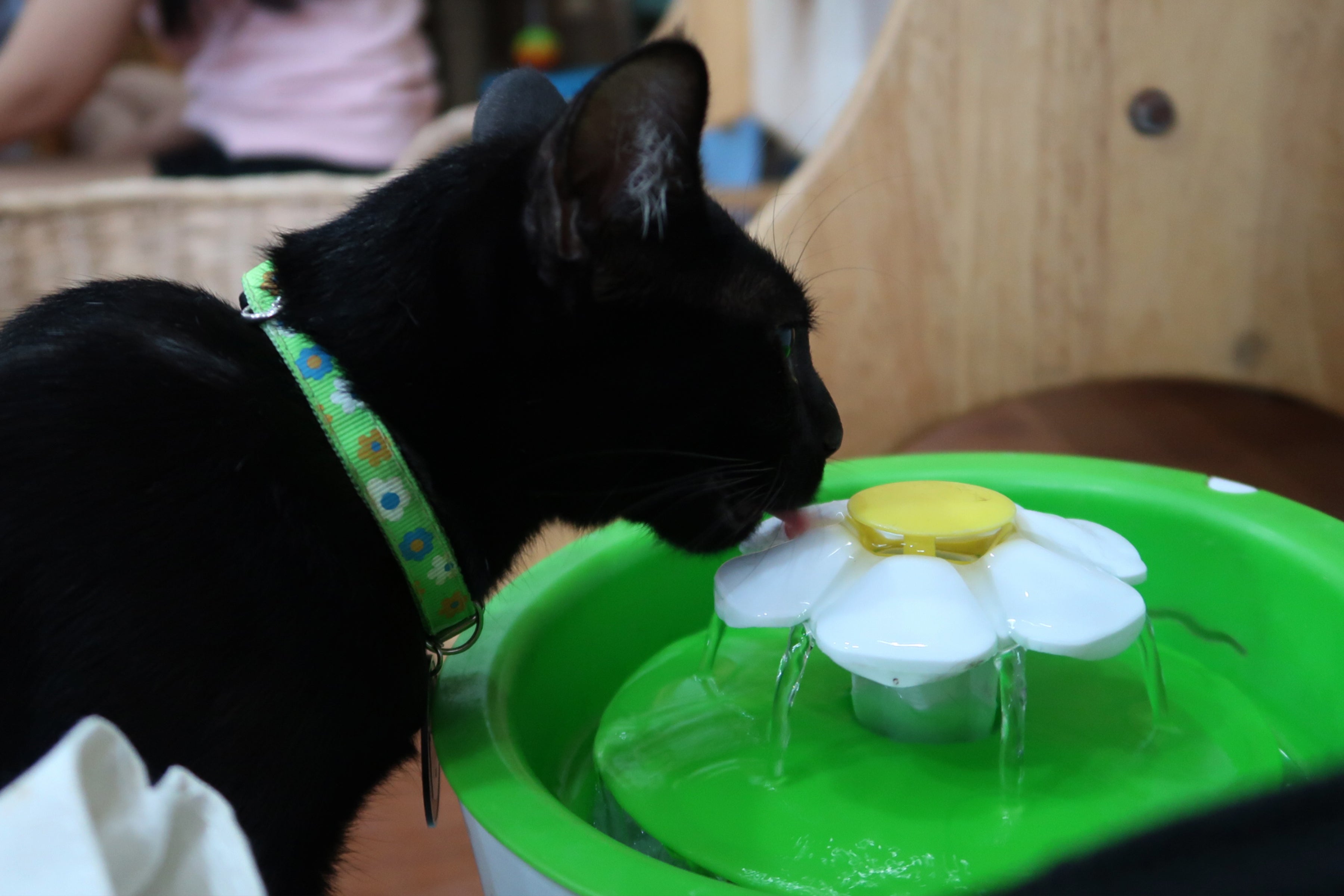 A fonte de água para gatos é um excelente acessório para incentivar a hidratação felina