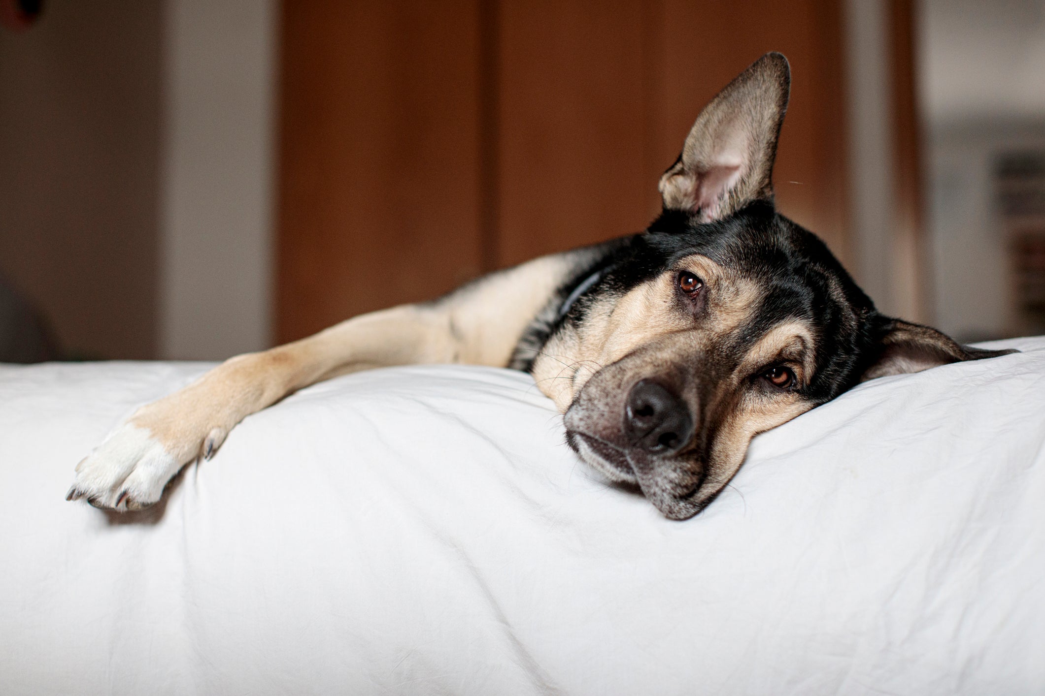 A gastroenterite em cães é um problema simples que pode ser perigoso para a saúde do animal