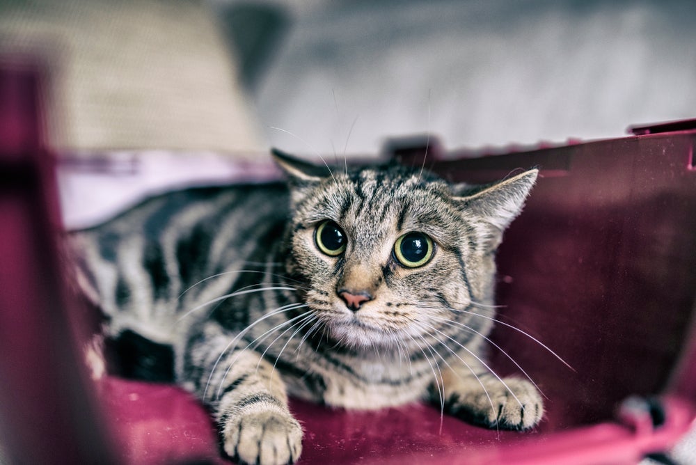 Para não deixar seu gato assustado com o barulho dos fogos, é bom seguir algumas dicas
