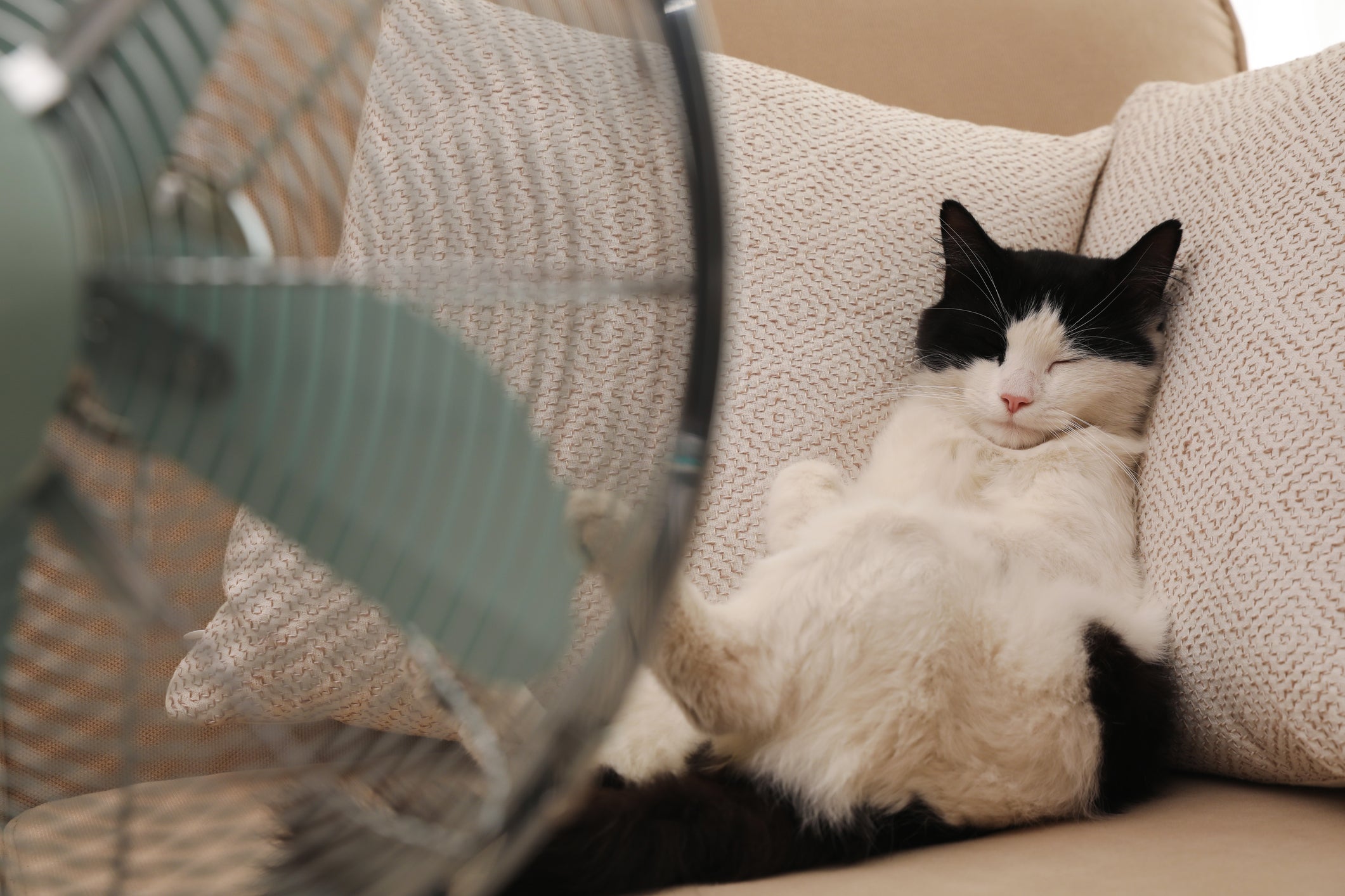 O gato com calor é uma situação perigosa