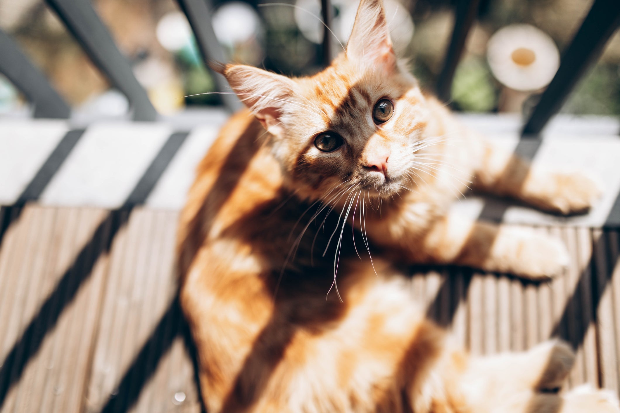 Alguns sinais permitem que os tutores identifiquem um gato com calor 