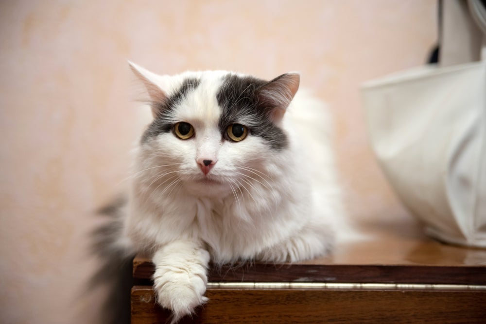 O gato com dor apresenta sinais que deixam claro o seu incômodo