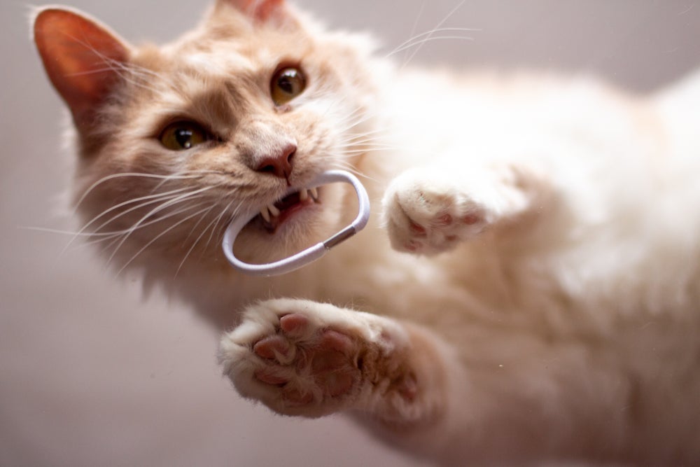 Elásticos de cabelo são um grande perigo para gatos. Entenda motivo!