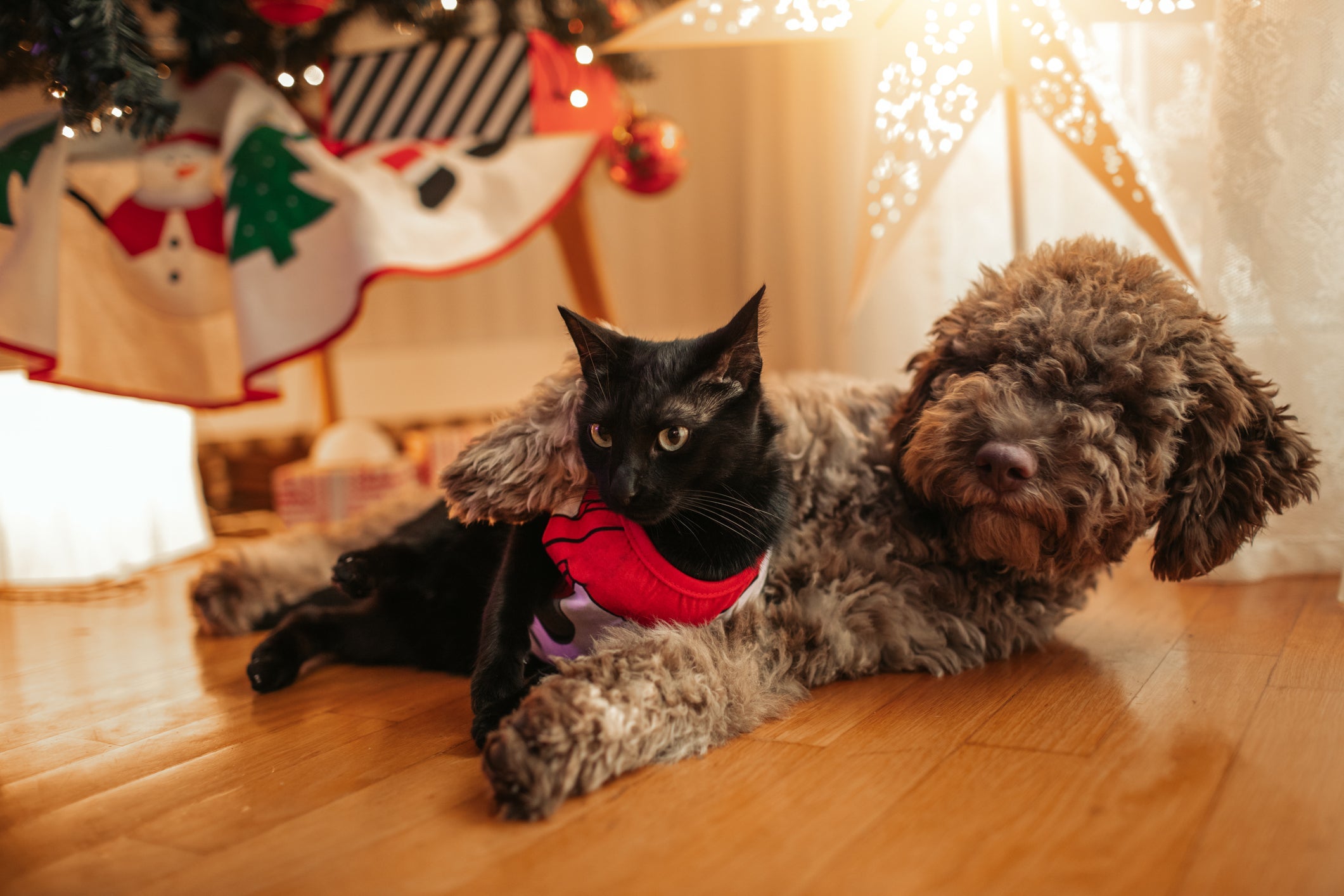 Durante as festas de Natal, os tutores precisam tomar alguns cuidados com seus pets
