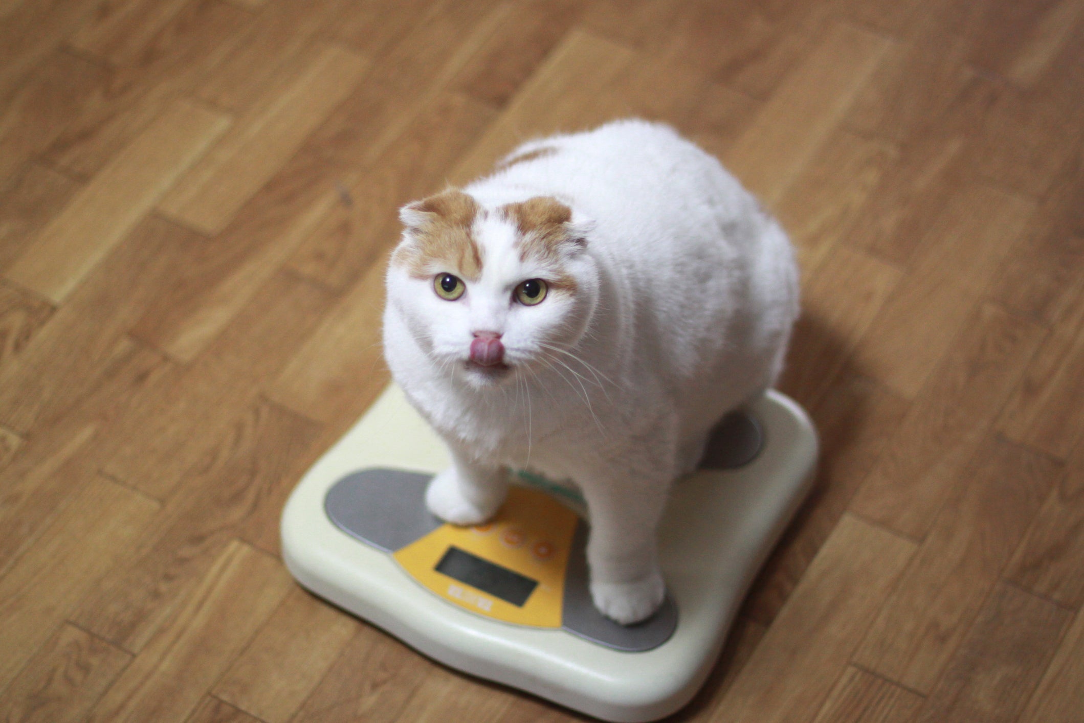 O gato emagrecendo repentinamente é sinal de perigo