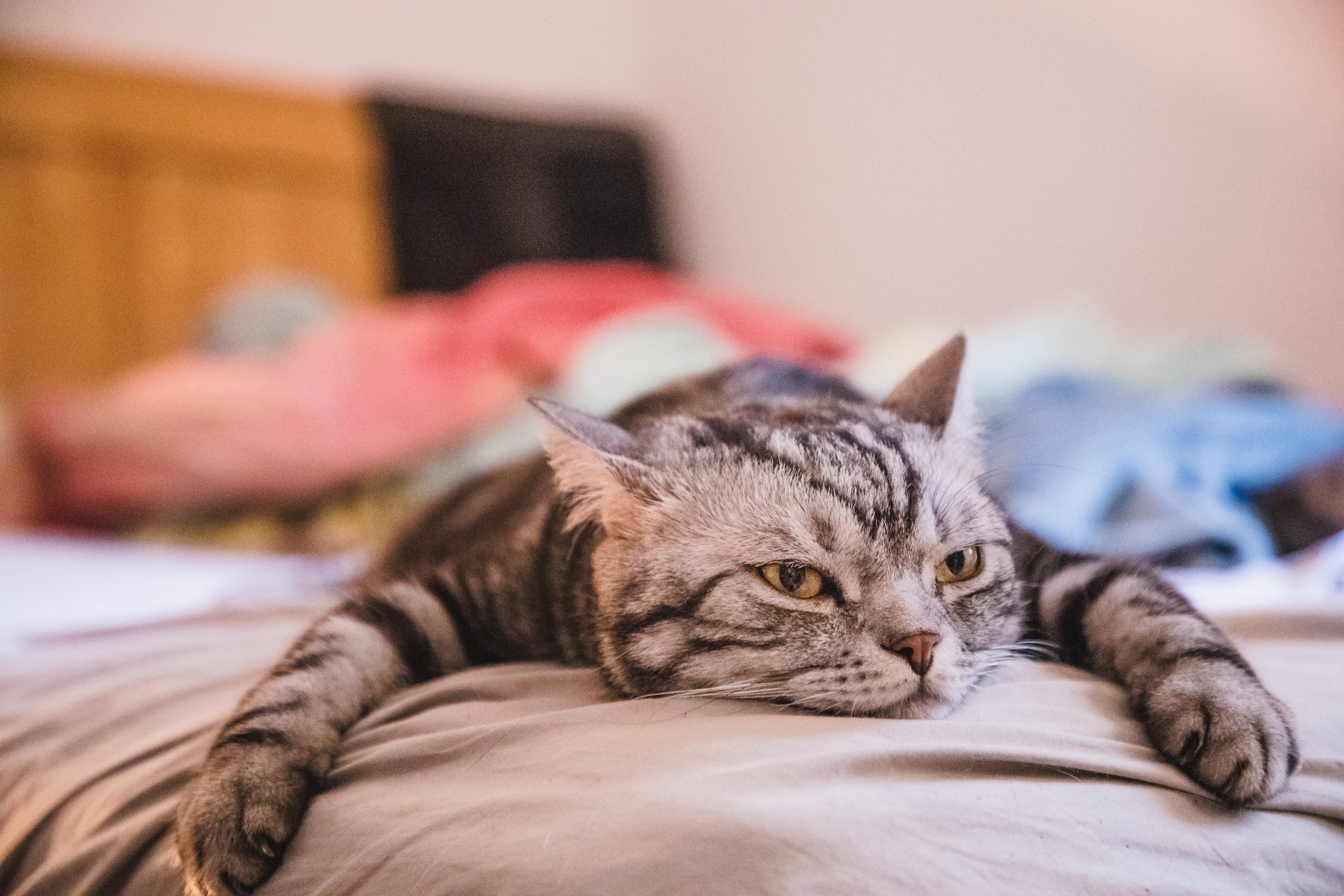 O gato entediado se torna mais apático e pode apresentar outras mudanças de comportamento