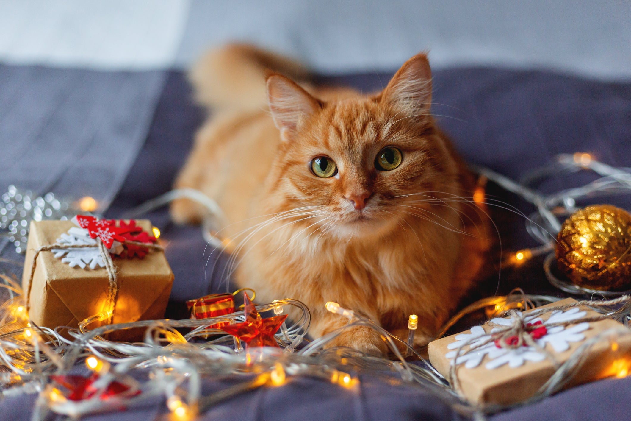 Para evitar um gato estressado nas festas de fim de ano, é bom tomar alguns cuidados