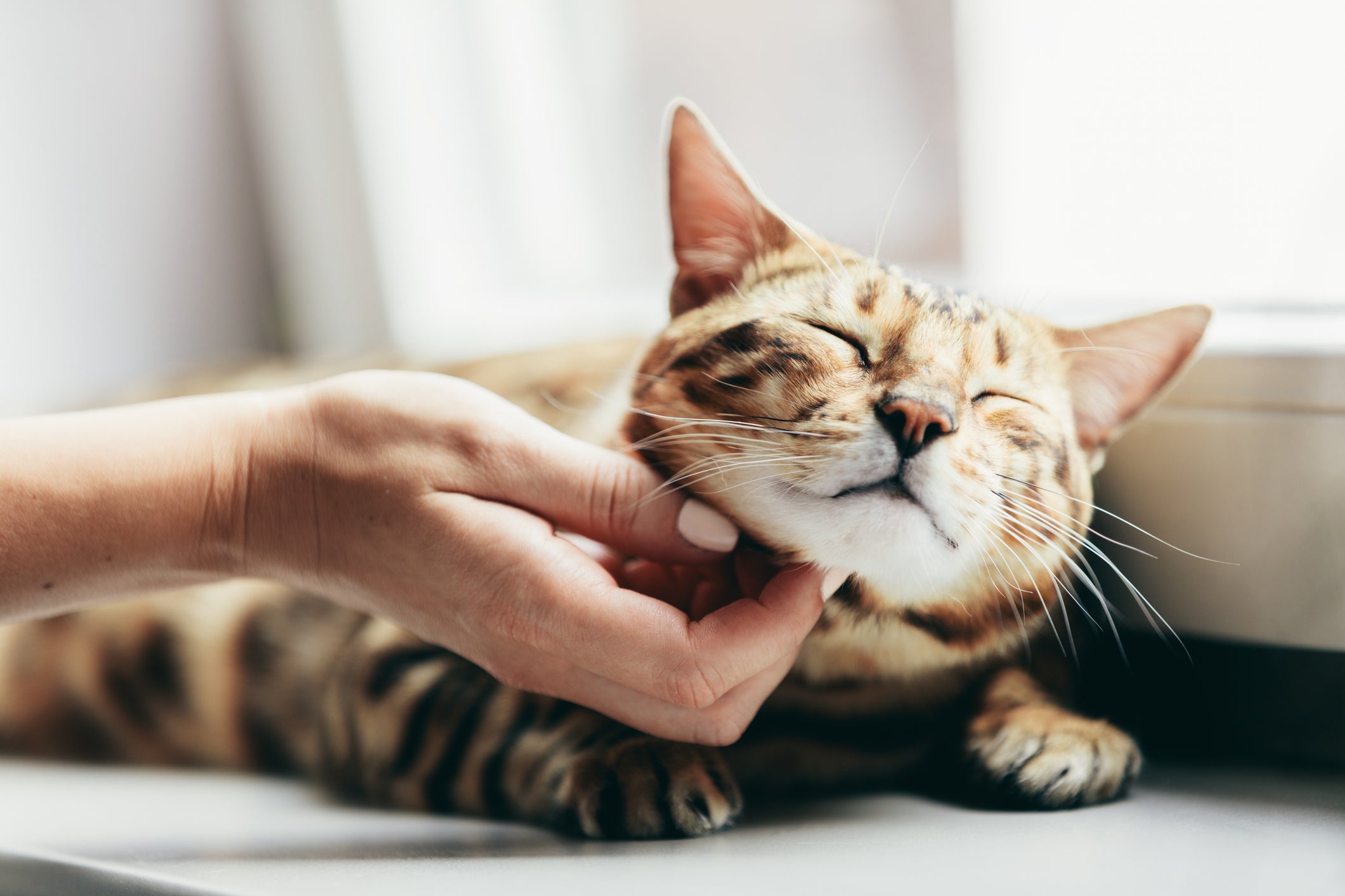 Saiba como deixar o gato feliz com algumas medidas bem simples!