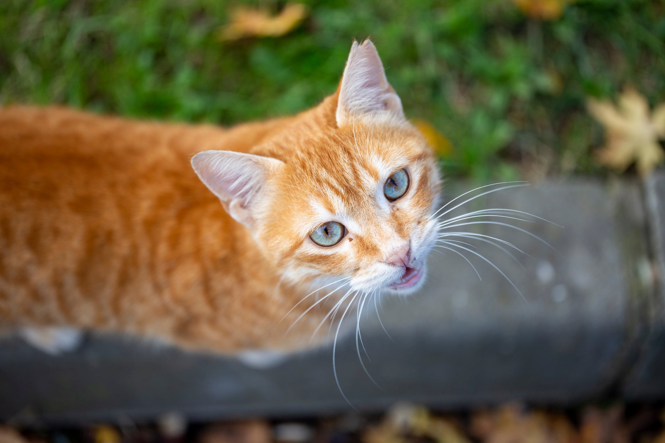 A genética dos gatos laranjas é diferente do que se imaginava