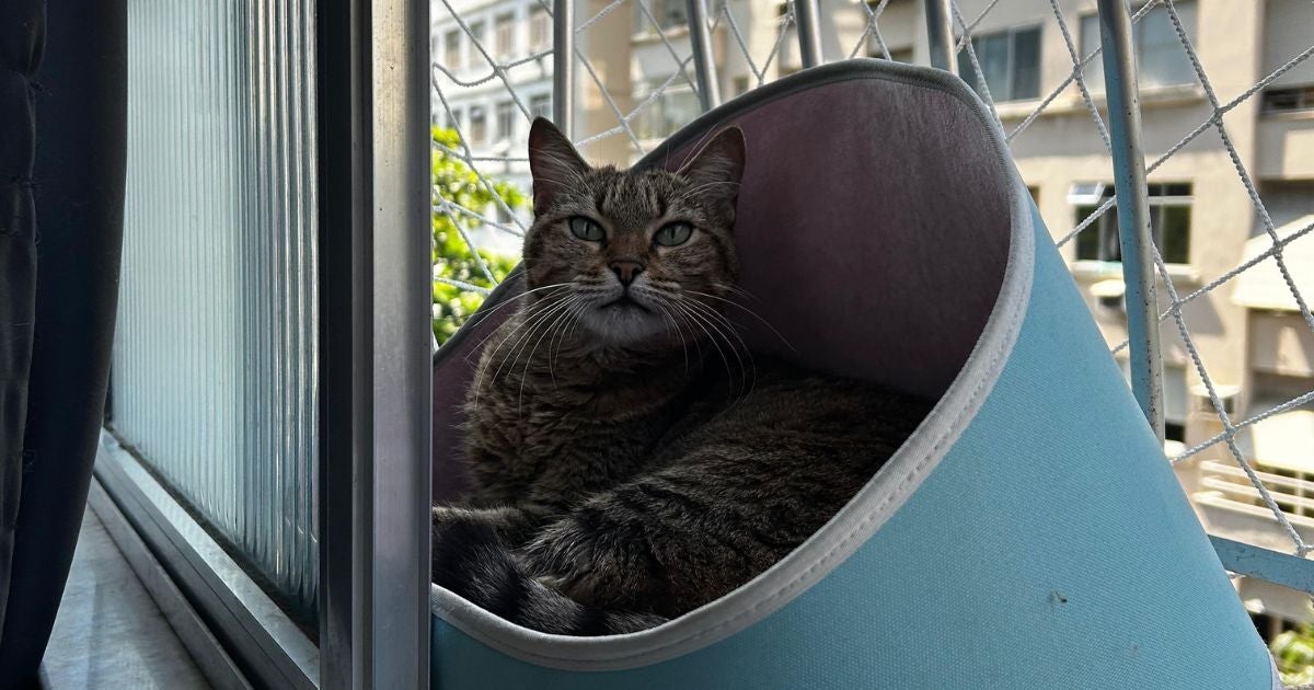 É muito comum ver um gato na janela, e a Savannah, gatinha da Duda Cortez, é a prova disso (Créditos: Arquivo Pessoal)