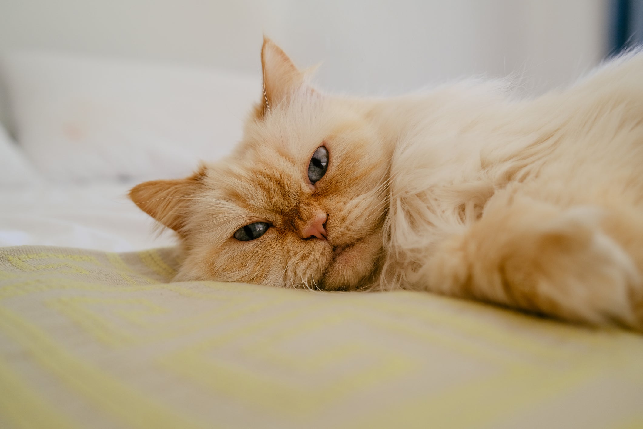 O gato Persa é um companheiro calmo, amoroso e leal