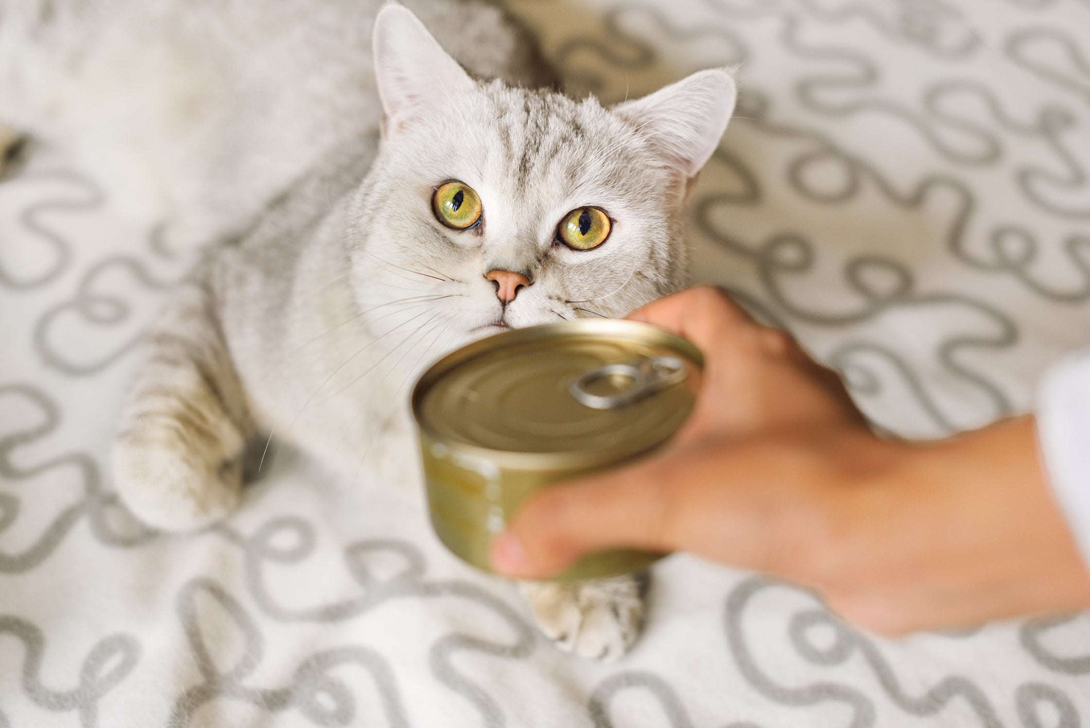 Pensar que o gato pode comer sardinha enlatada pode ser um risco