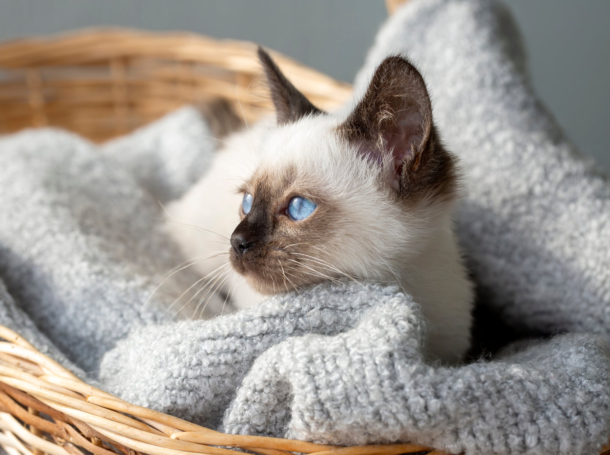 O gato Siamês tem várias características únicas