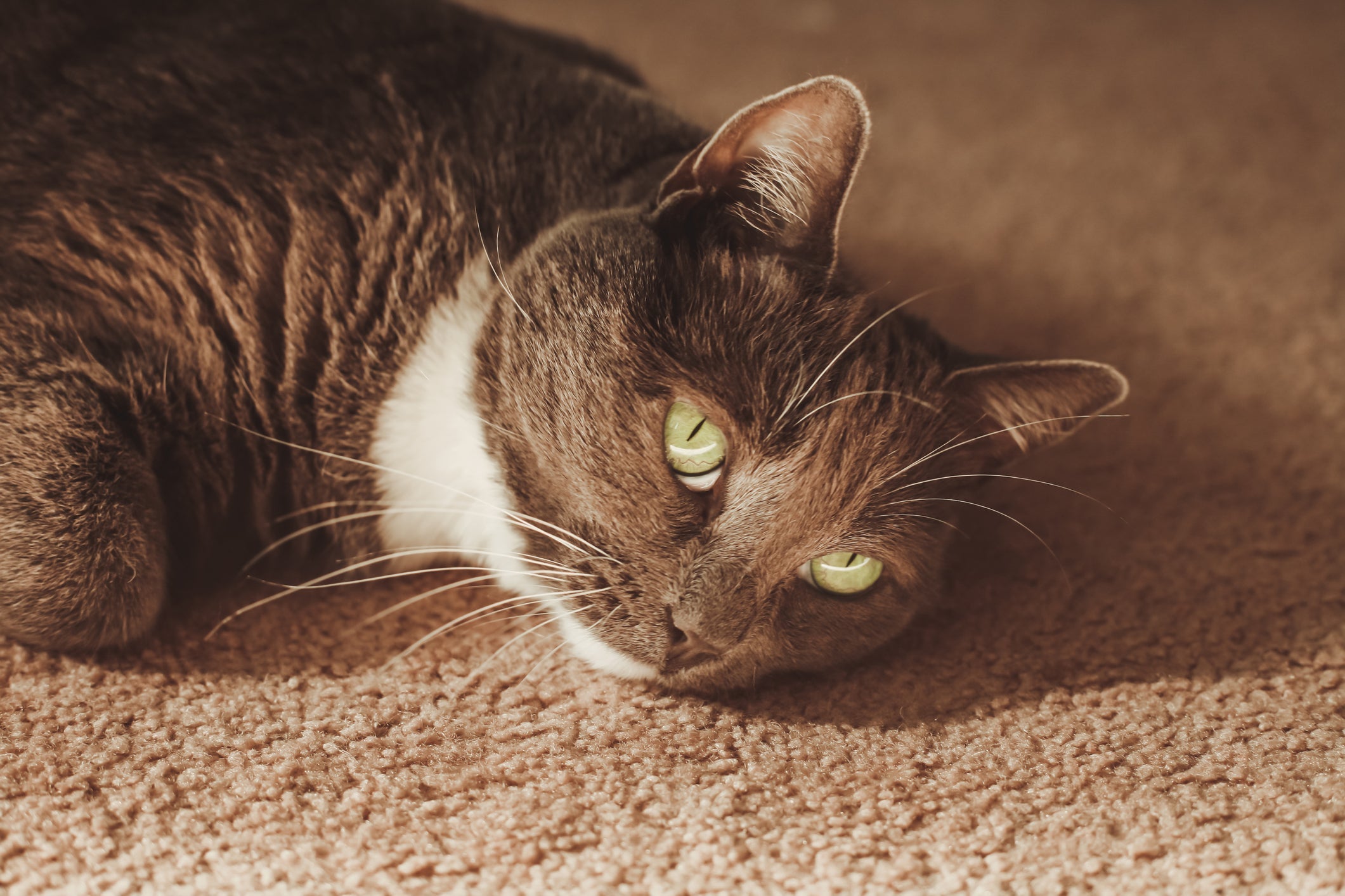 Algumas ações do tutor pode deixar o gato triste 