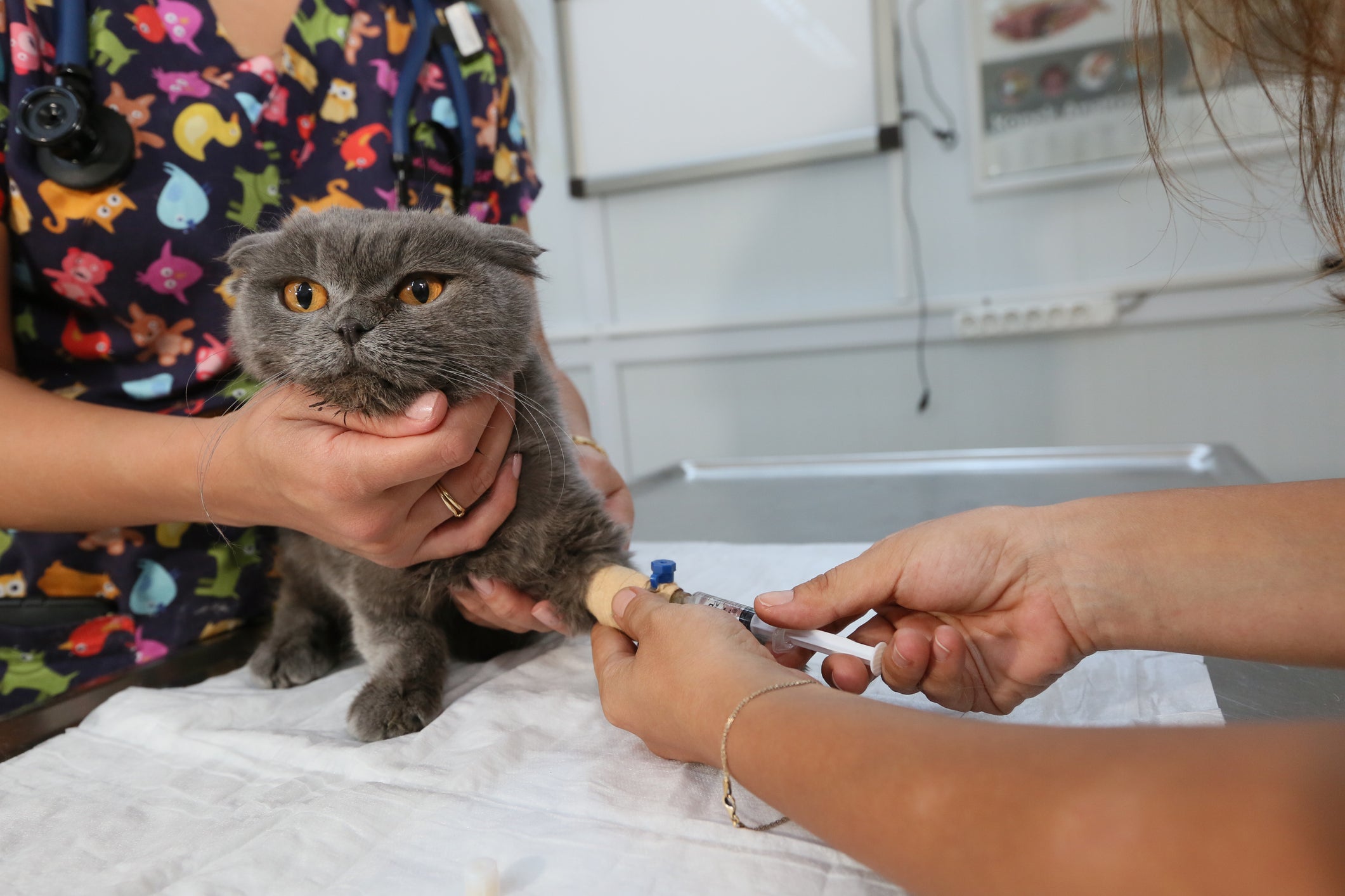 Para doar sangue, o gato precisa seguir alguns requisitos